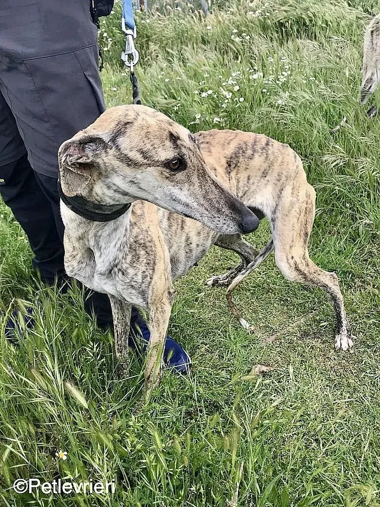 Chip 8215 adozione levrieri galgo 07