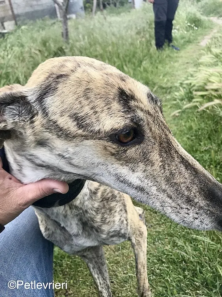 Chip 8215 adozione levrieri galgo 08