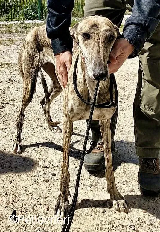 Chip 8215 adozione levrieri galgo 09