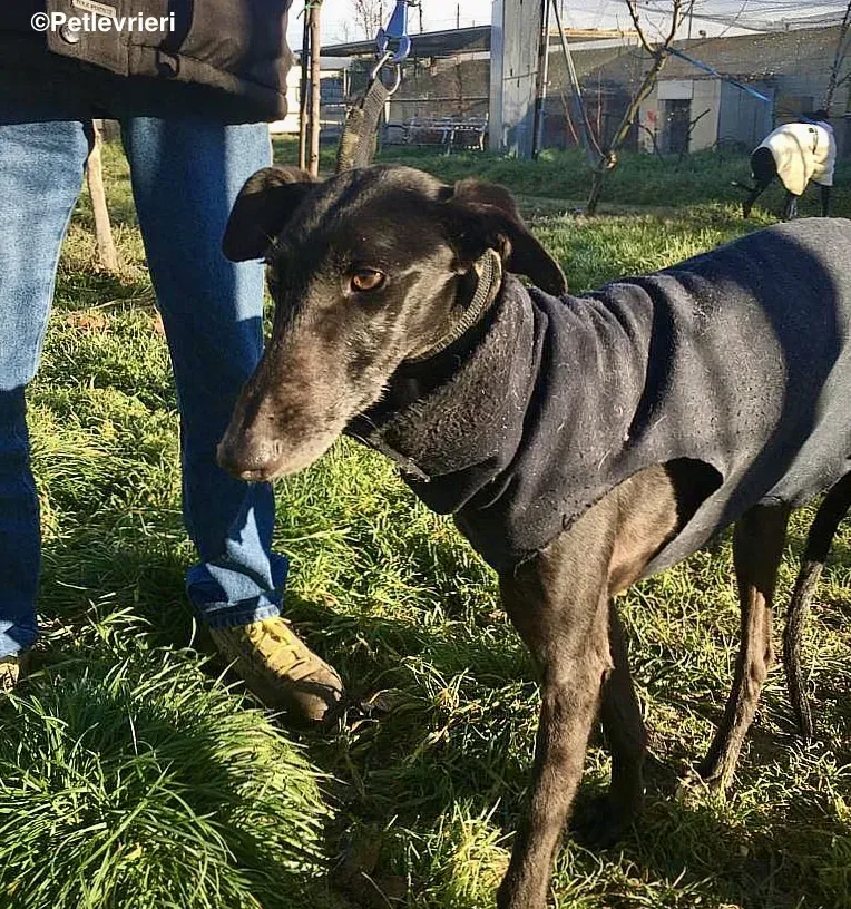 Chip 8347 adozione levrieri galgo 1 2