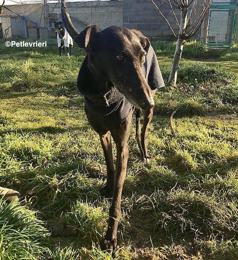 Chip 8347 adozione levrieri galgo 2 2