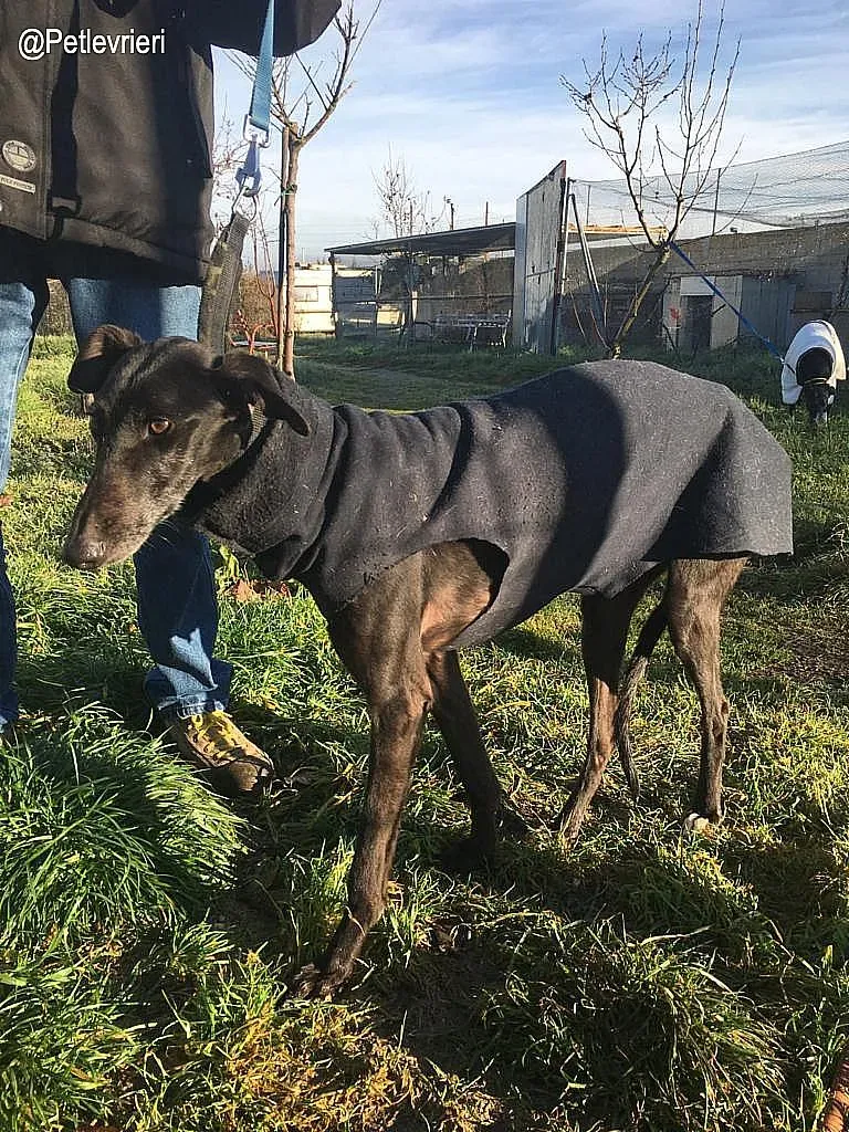 Chip 8347 adozione levrieri galgo 3