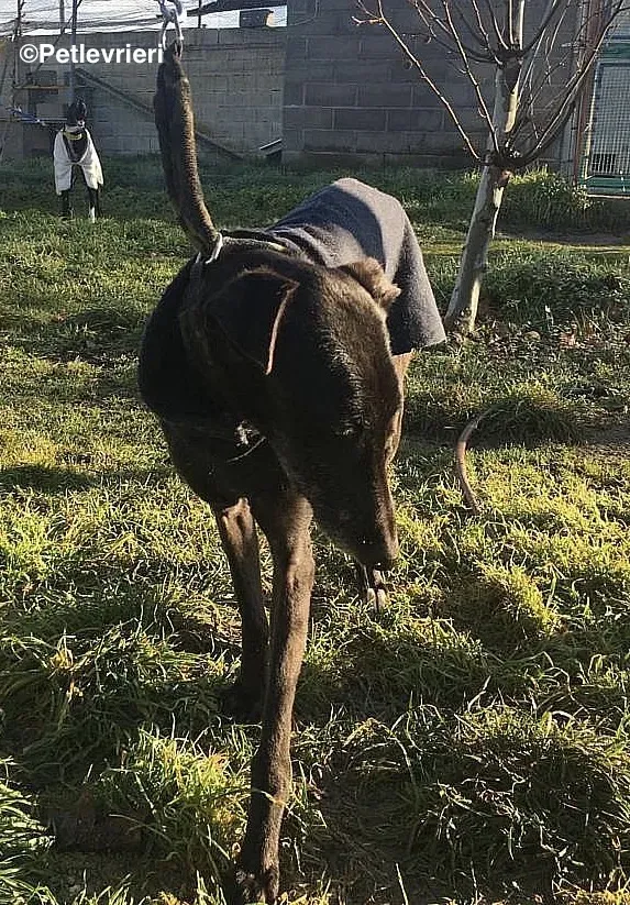 Chip 8347 adozione levrieri galgo 4 2