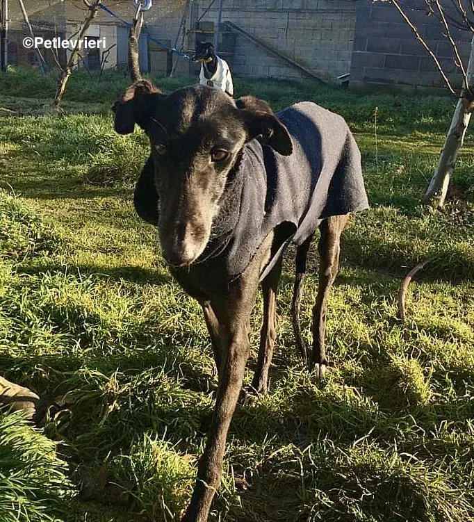 Chip 8347 adozione levrieri galgo 5 2