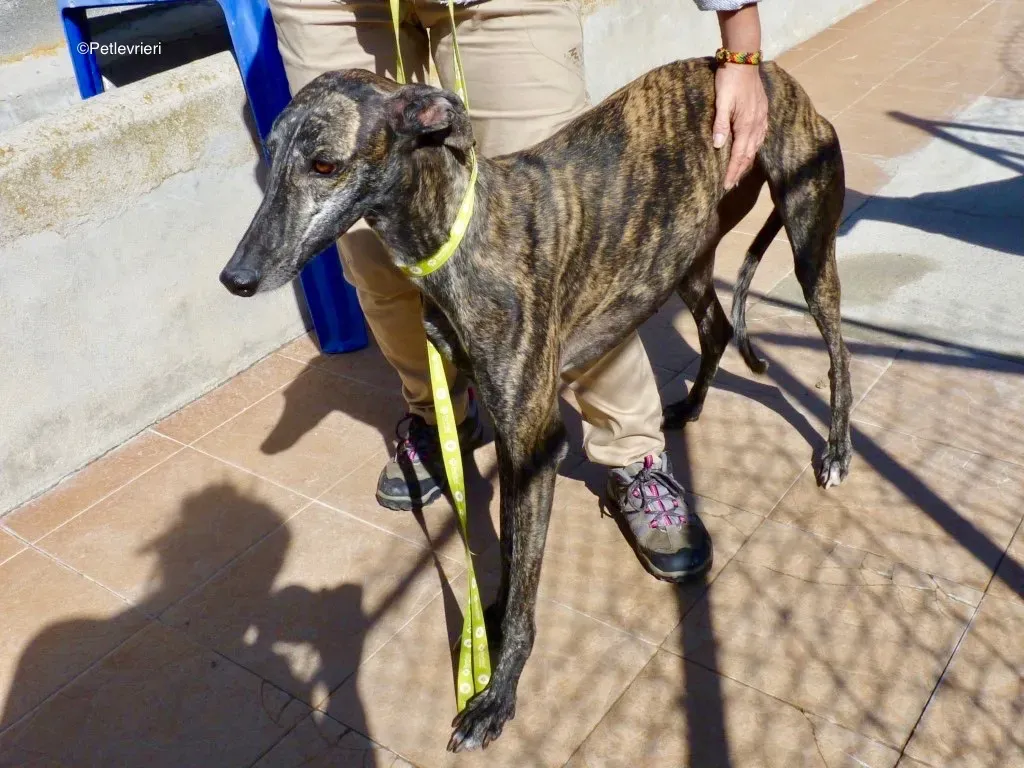 Chip 8633 adozione levrieri galgo 00