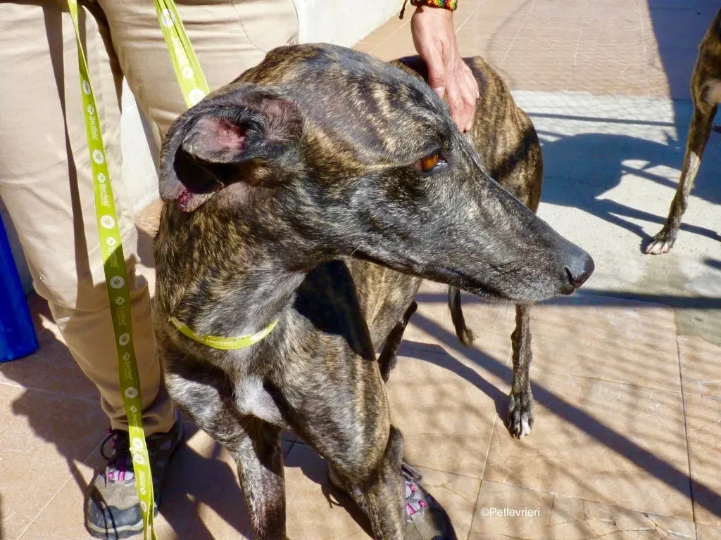 Chip 8633 adozione levrieri galgo 01