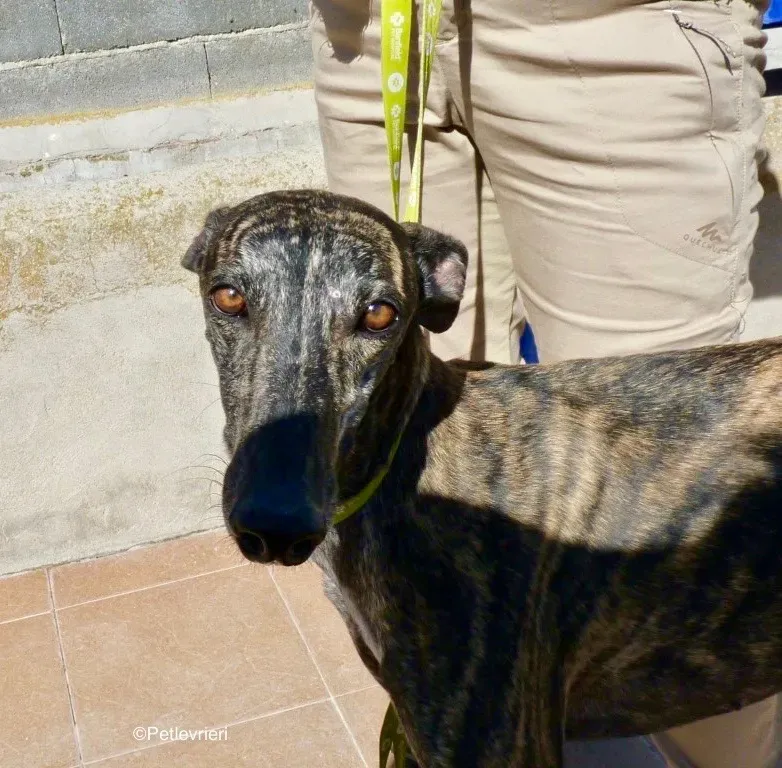 Chip 8633 adozione levrieri galgo 02