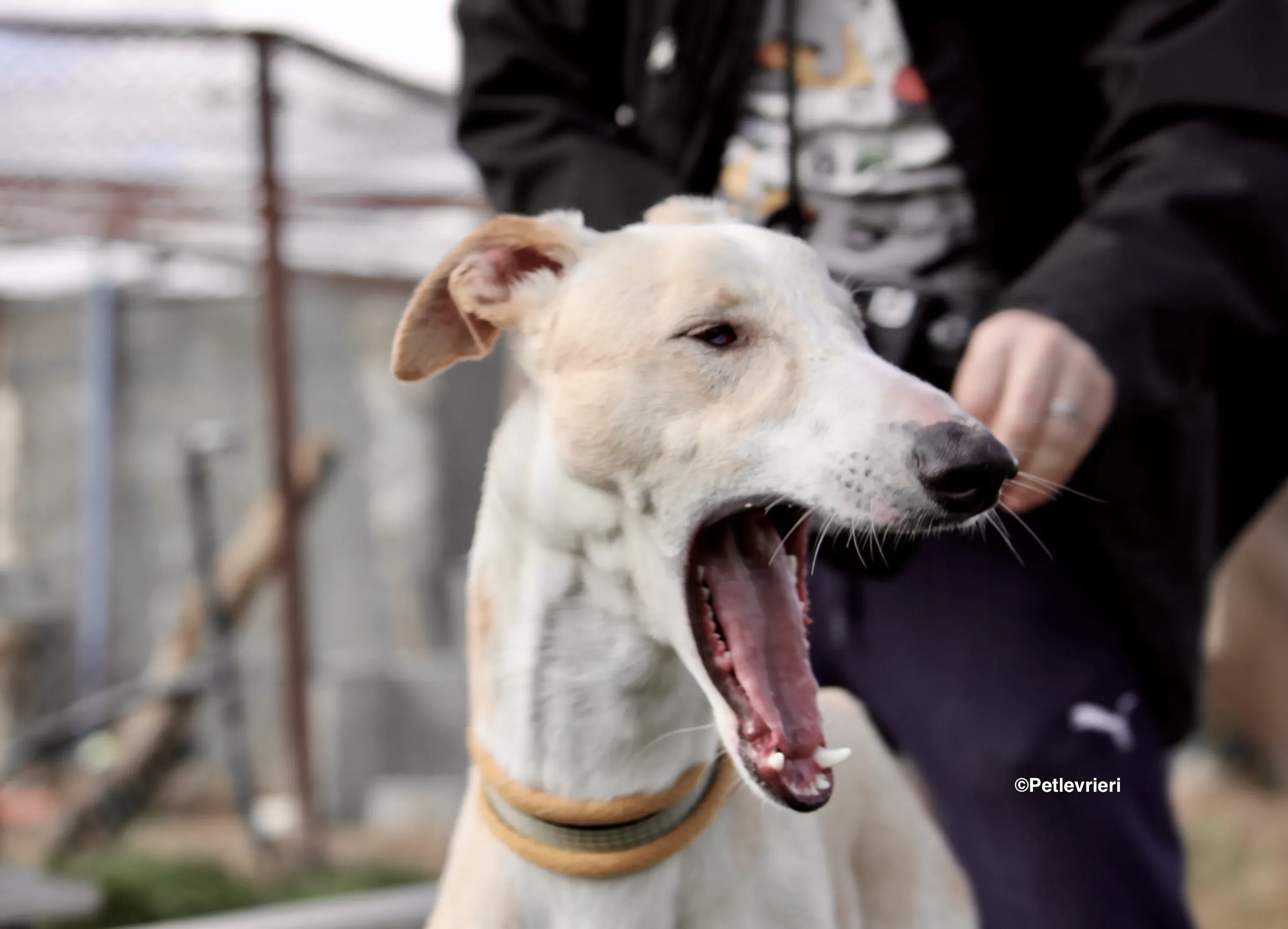 Chip 8748 adozione levrieri galgo 03