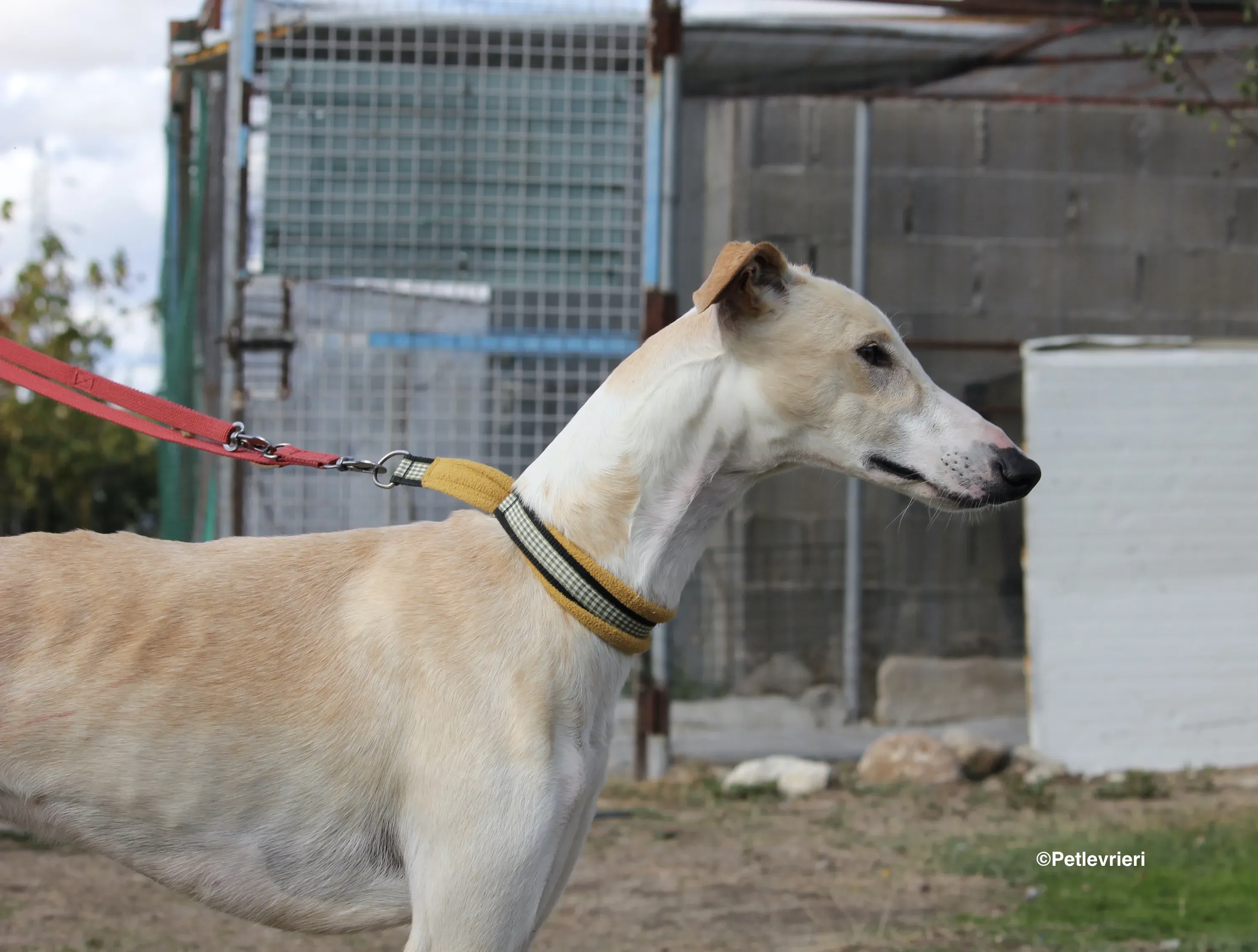 Chip 8748 adozione levrieri galgo 04