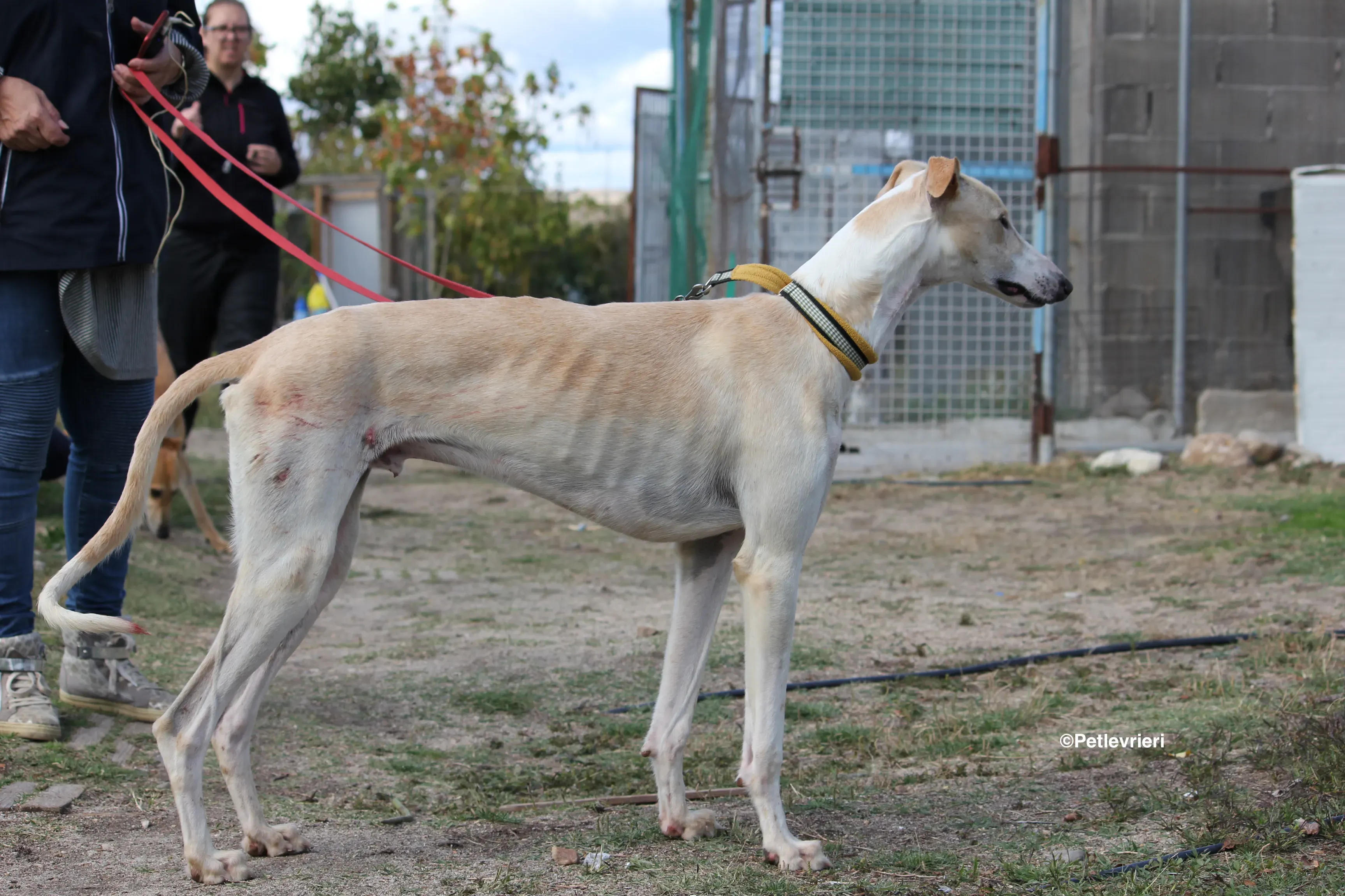 Chip 8748 adozione levrieri galgo 05