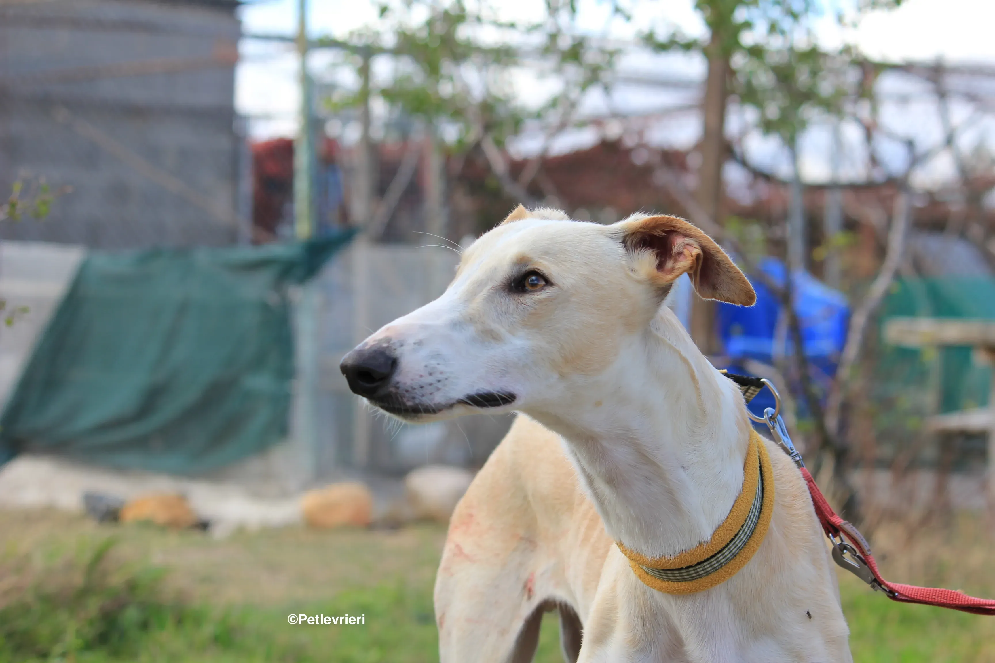 Chip 8748 adozione levrieri galgo 06