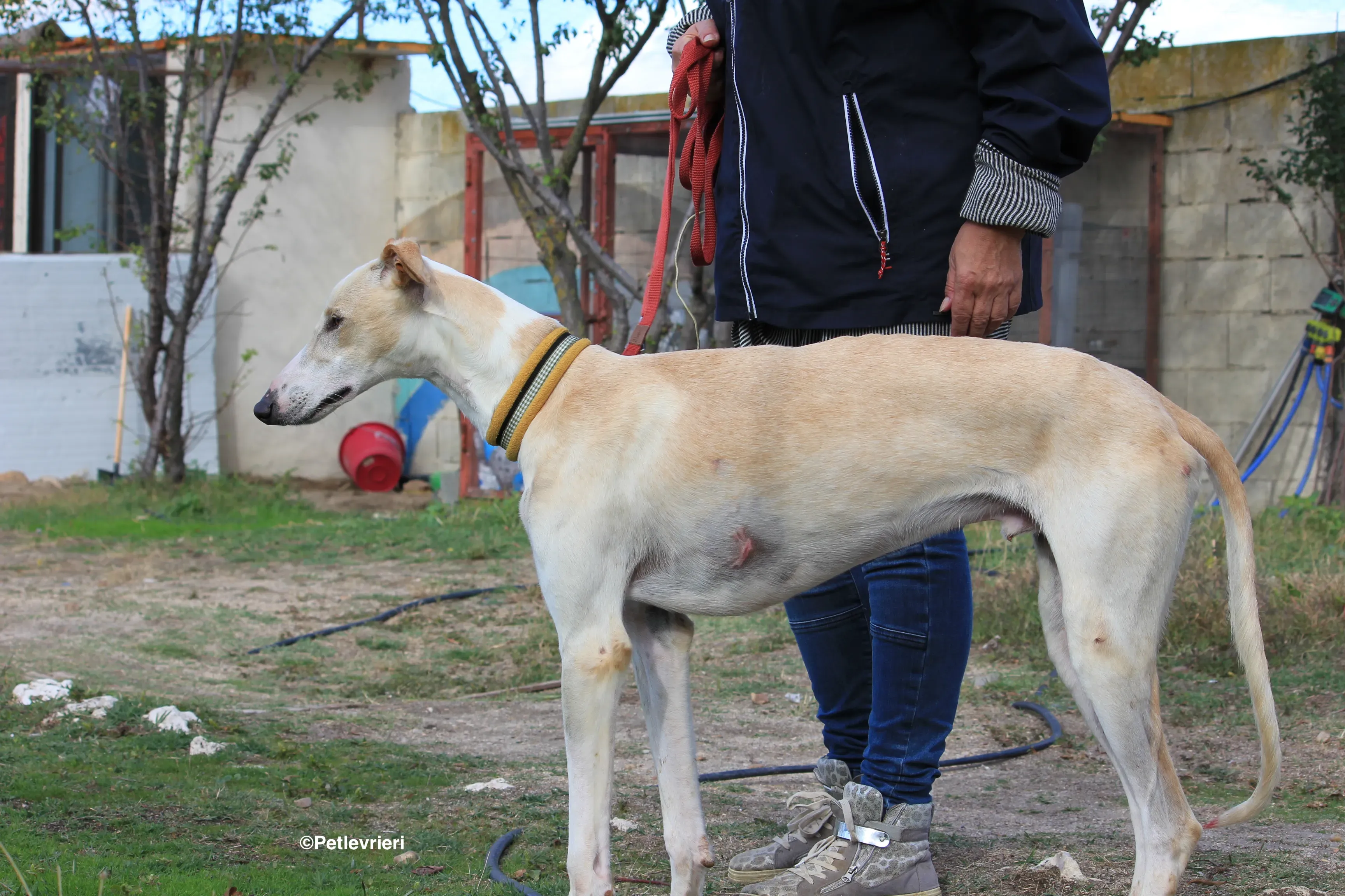 Chip 8748 adozione levrieri galgo 07