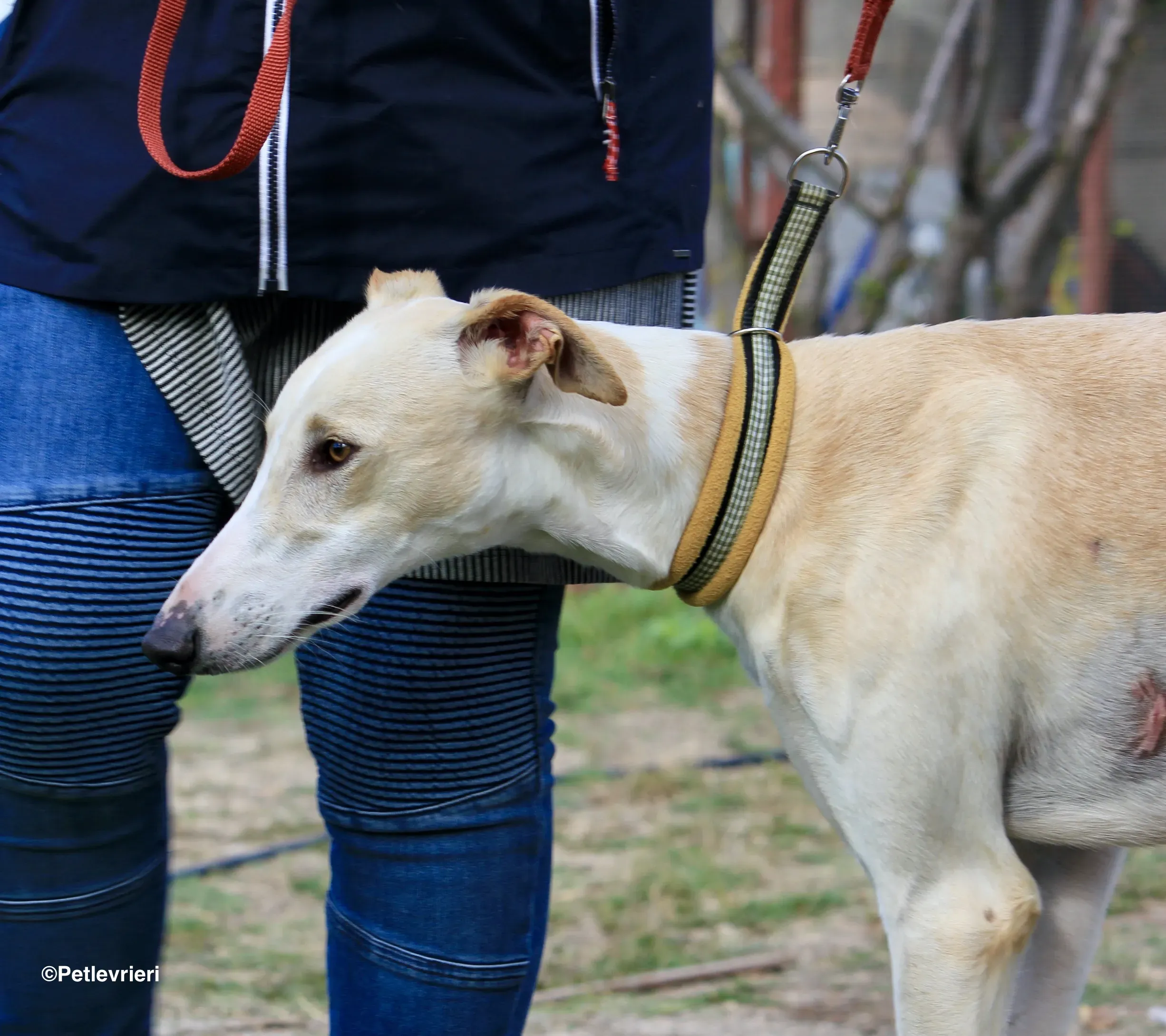 Chip 8748 adozione levrieri galgo 08