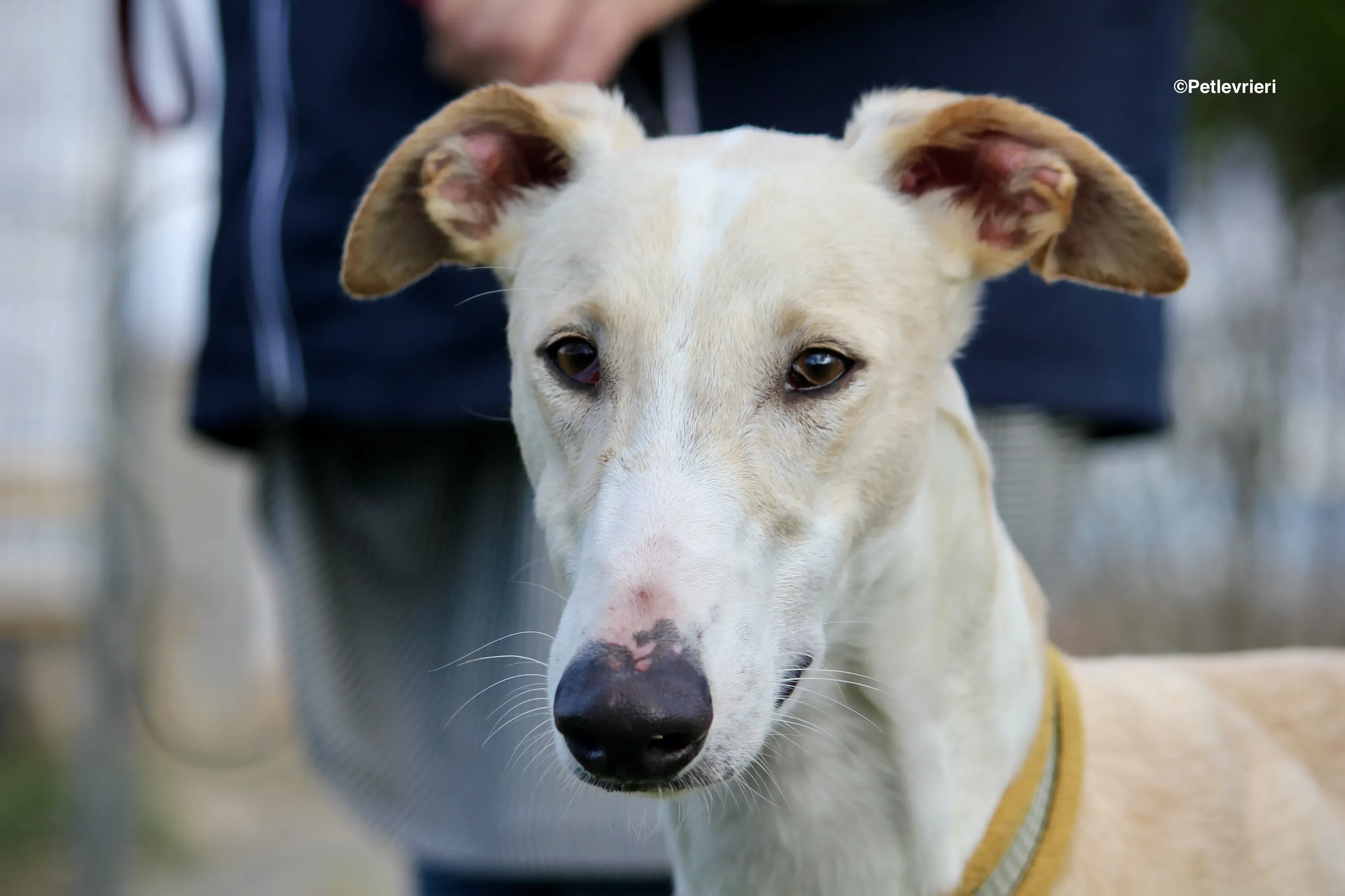 Chip 8748 adozione levrieri galgo 09