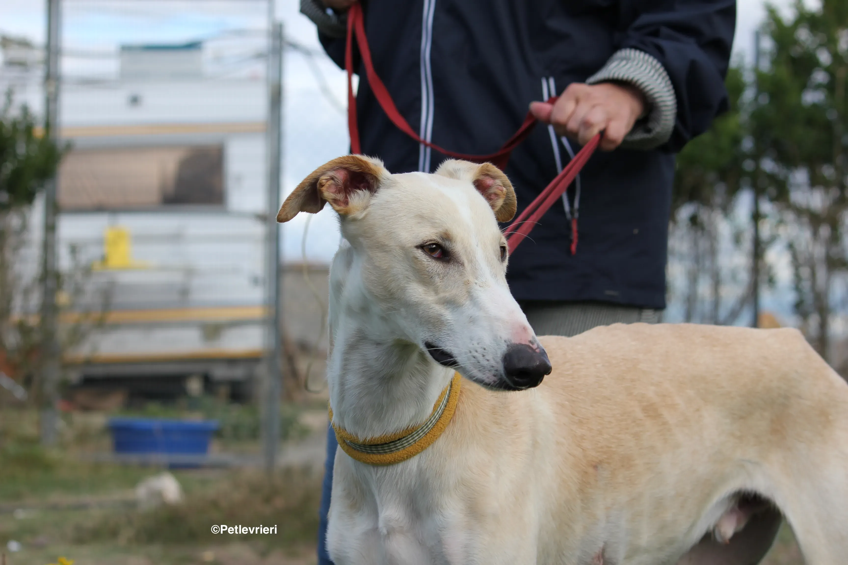 Chip 8748 adozione levrieri galgo 10