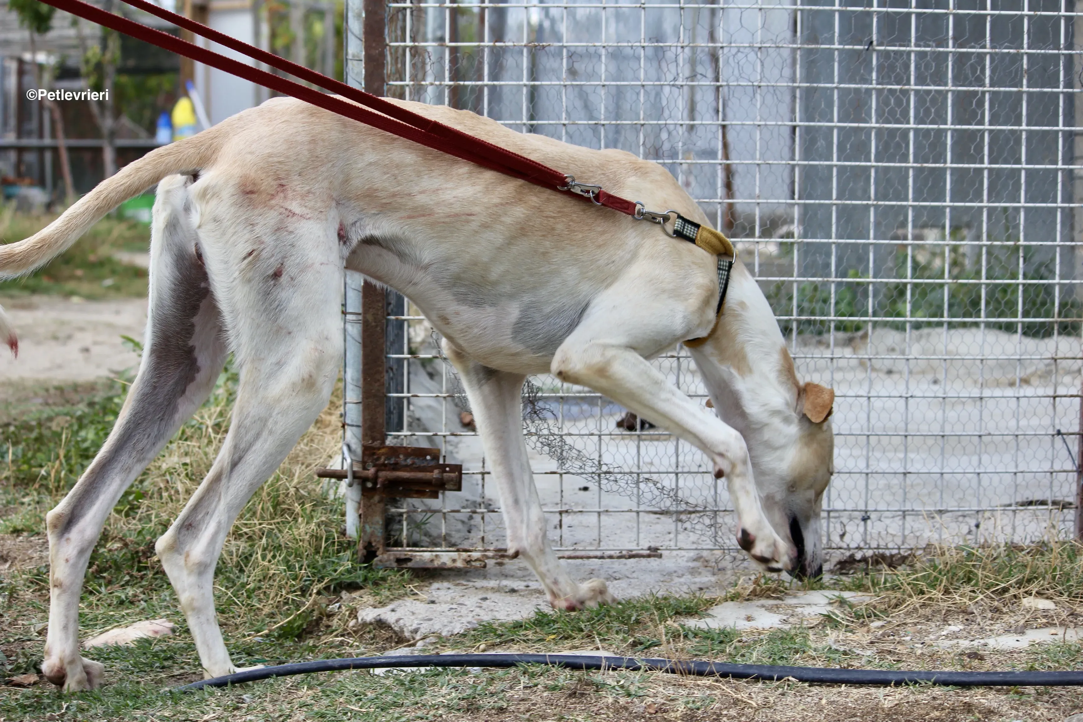 Chip 8748 adozione levrieri galgo 11