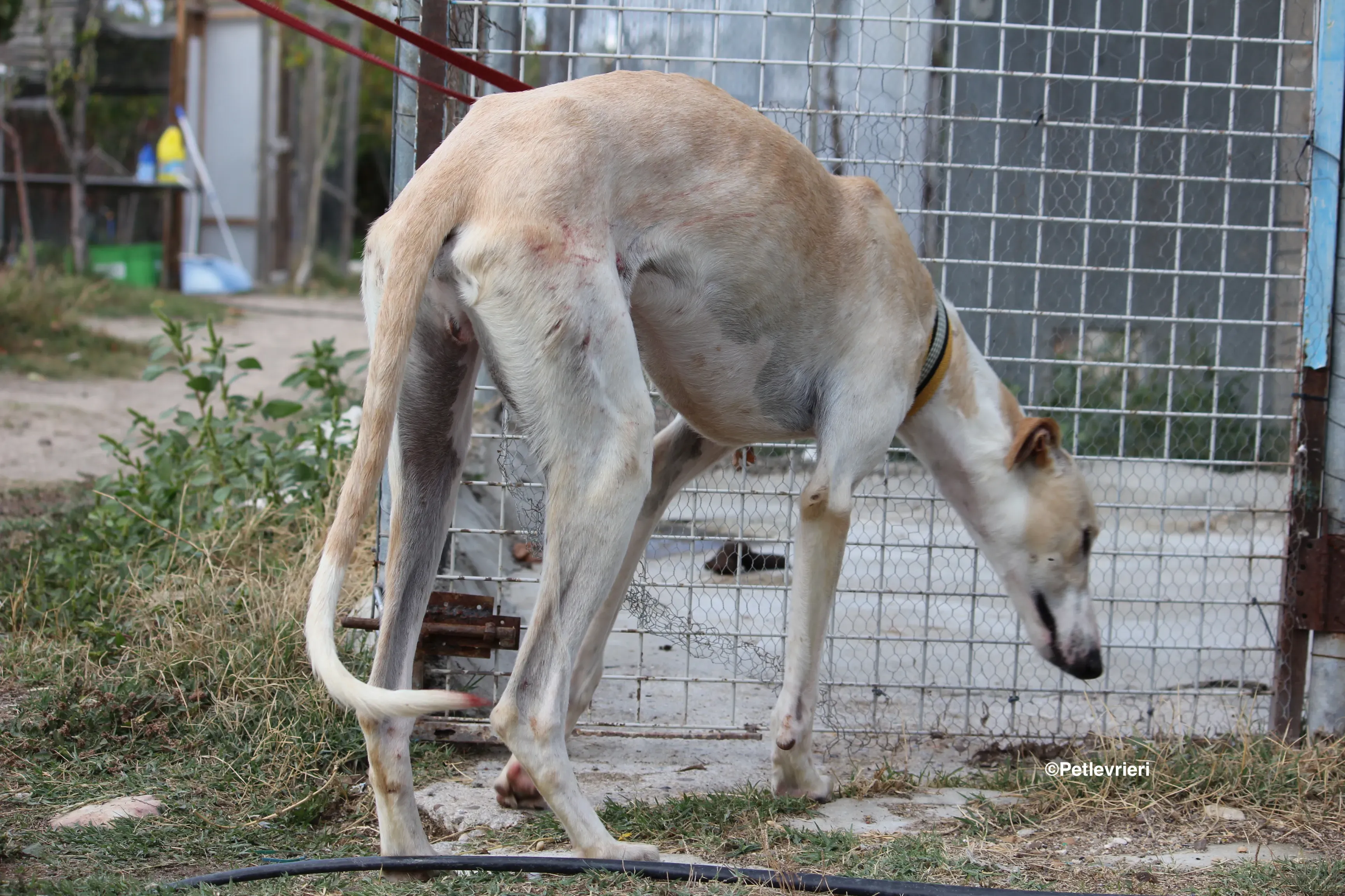 Chip 8748 adozione levrieri galgo 12