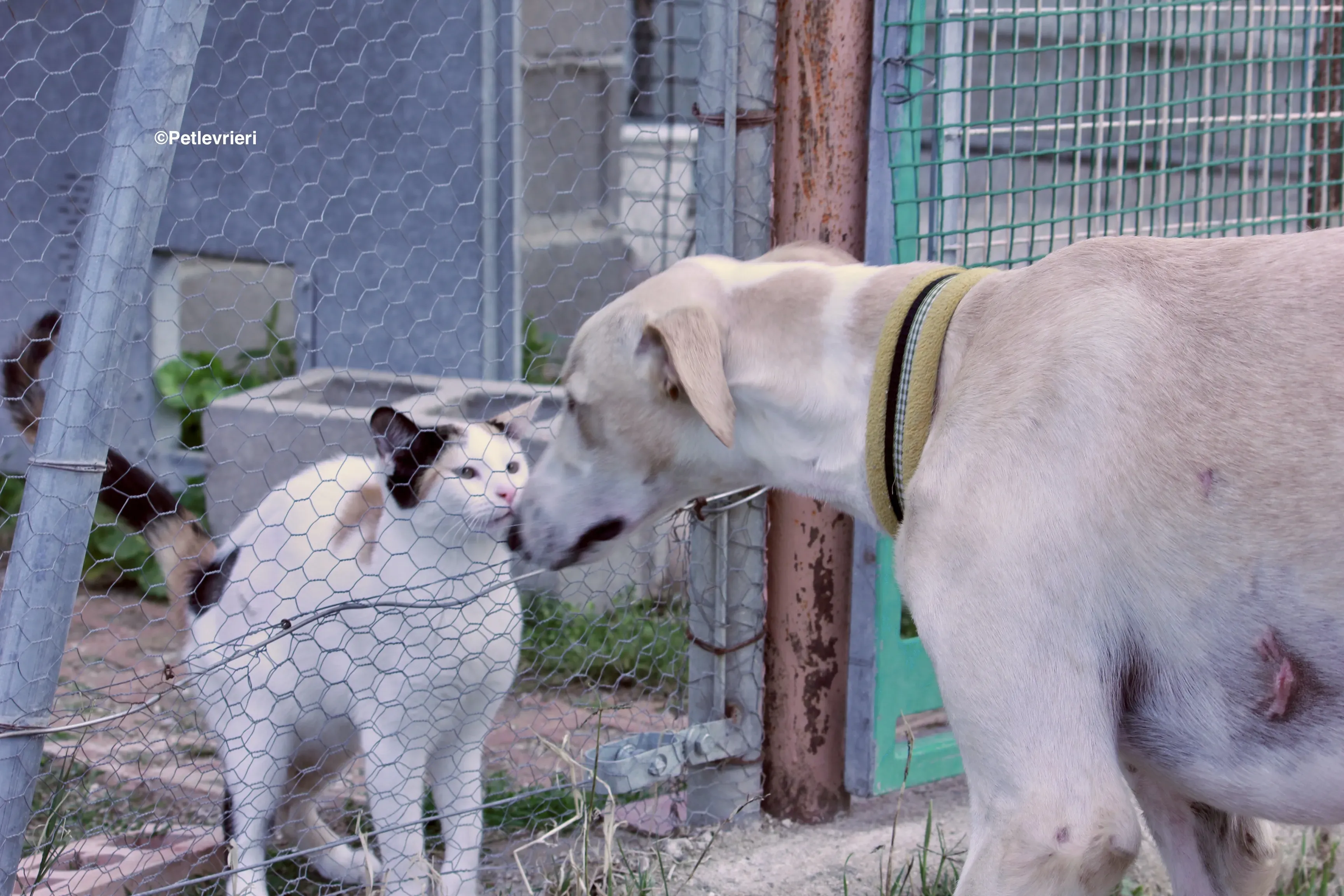 Chip 8748 adozione levrieri galgo 13