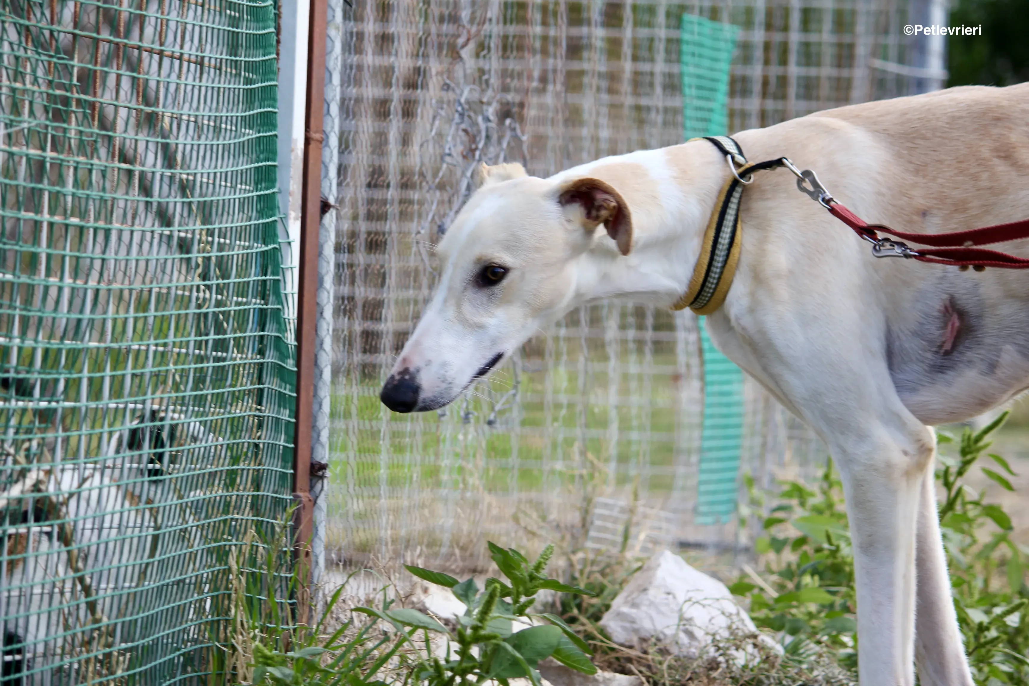 Chip 8748 adozione levrieri galgo 14