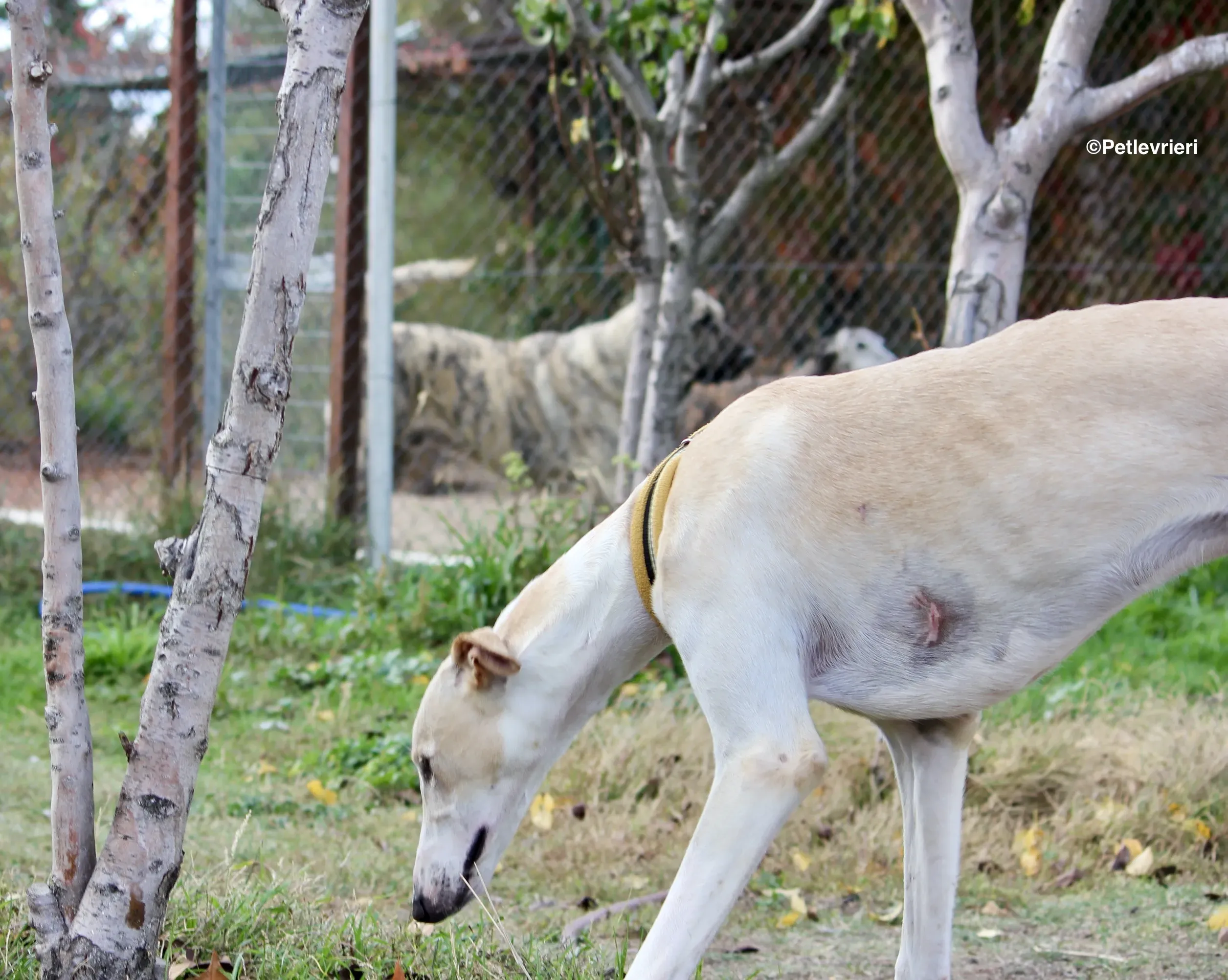 Chip 8748 adozione levrieri galgo 15