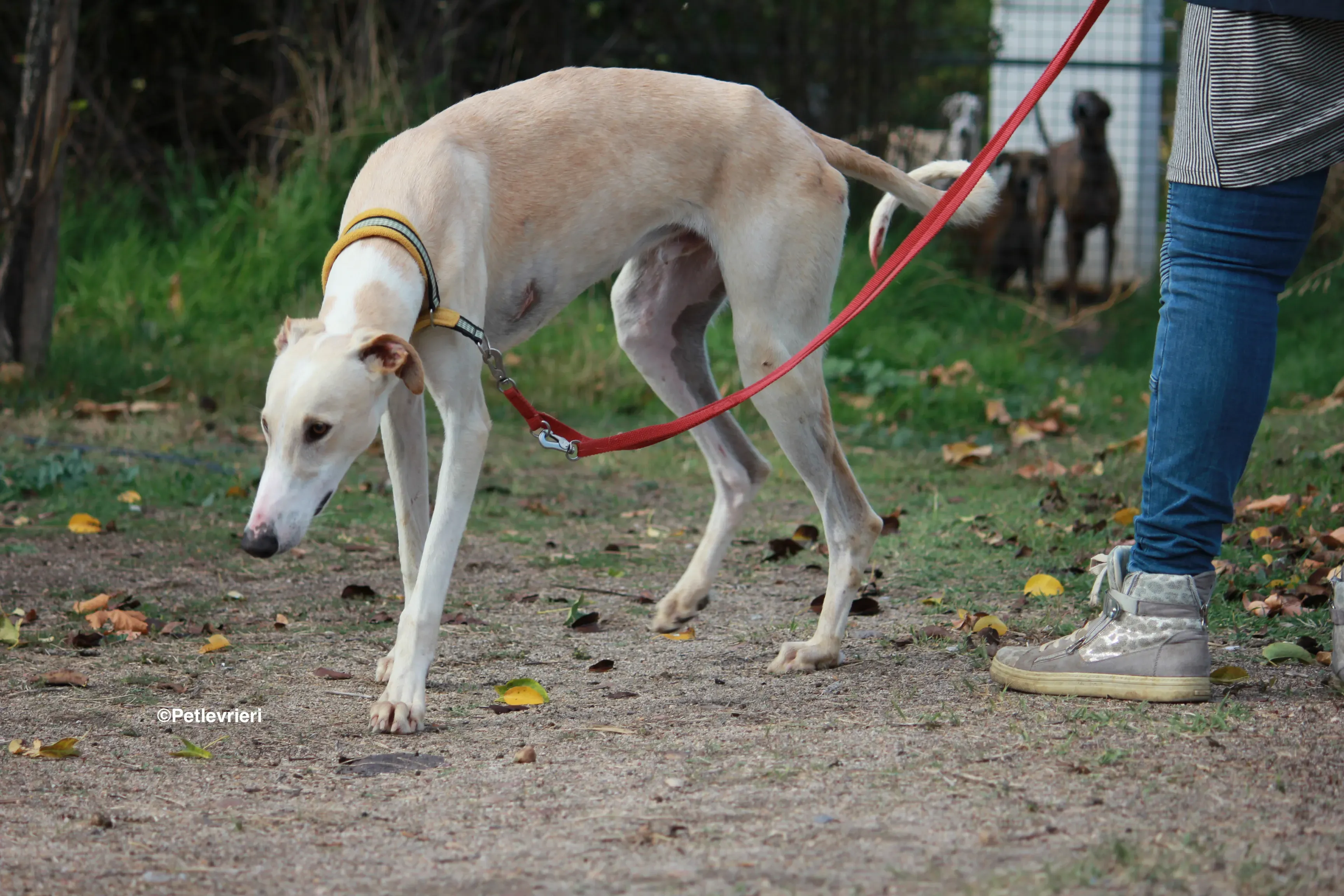 Chip 8748 adozione levrieri galgo 16