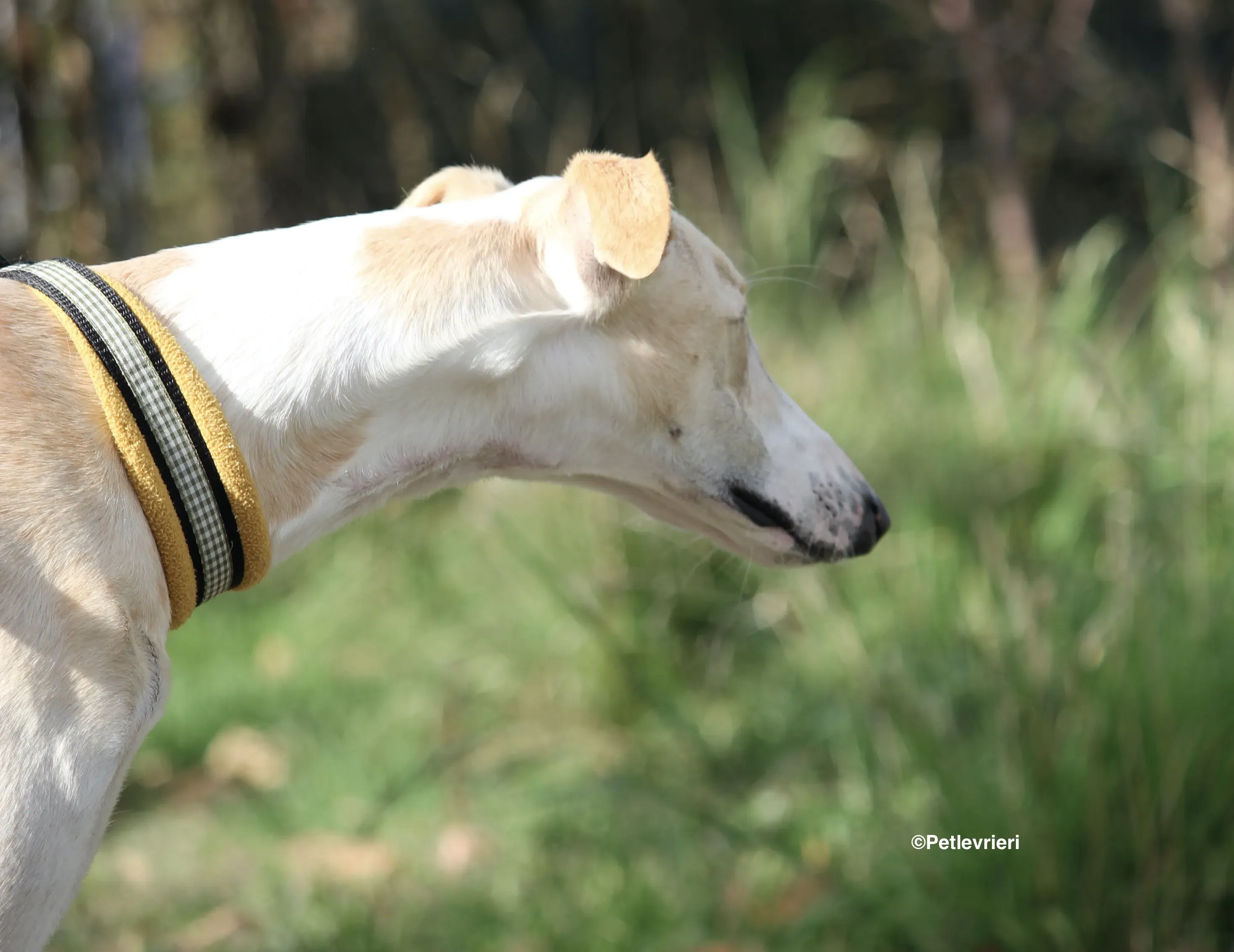 Chip 8748 adozione levrieri galgo 17