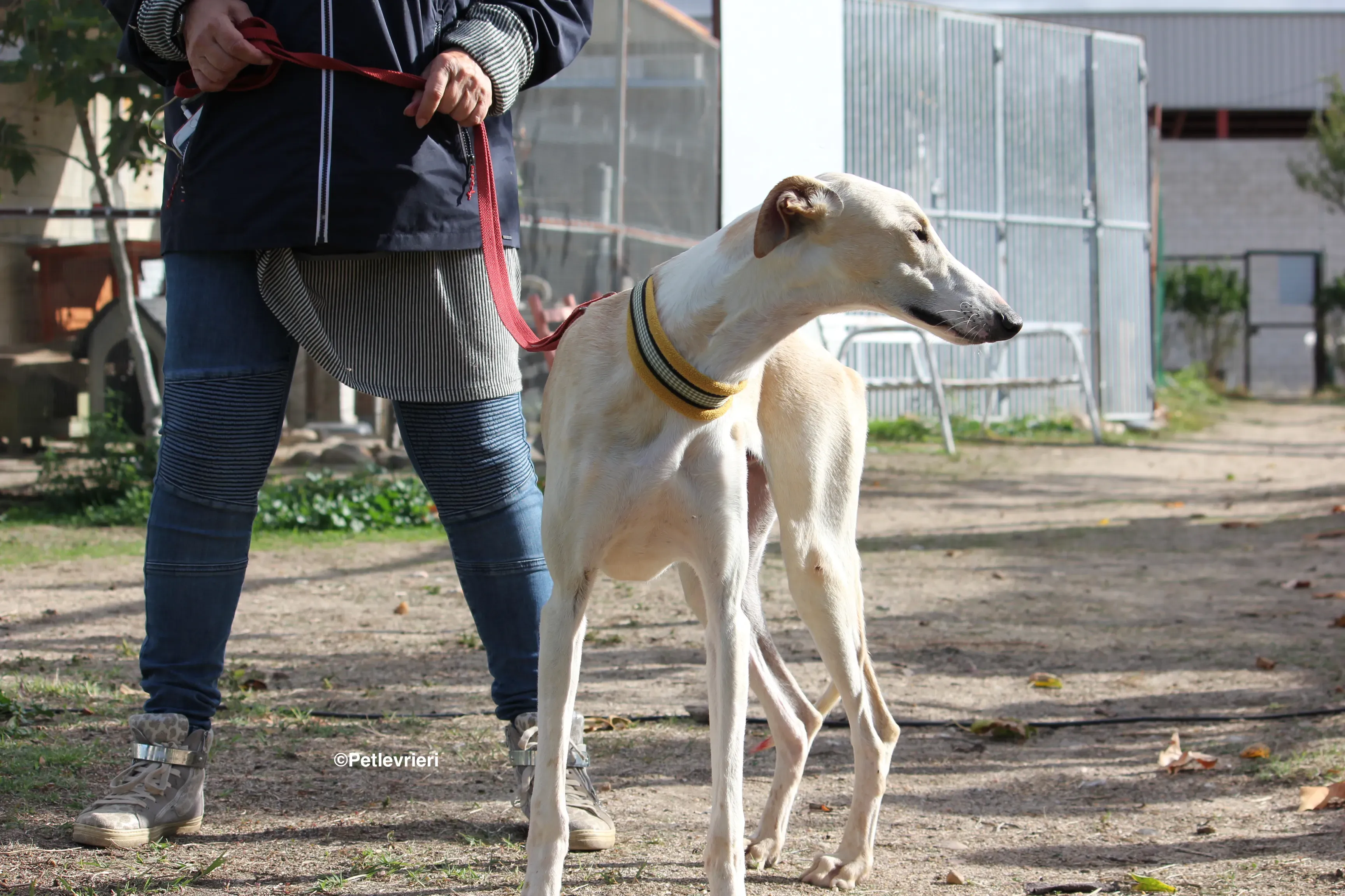 Chip 8748 adozione levrieri galgo 18