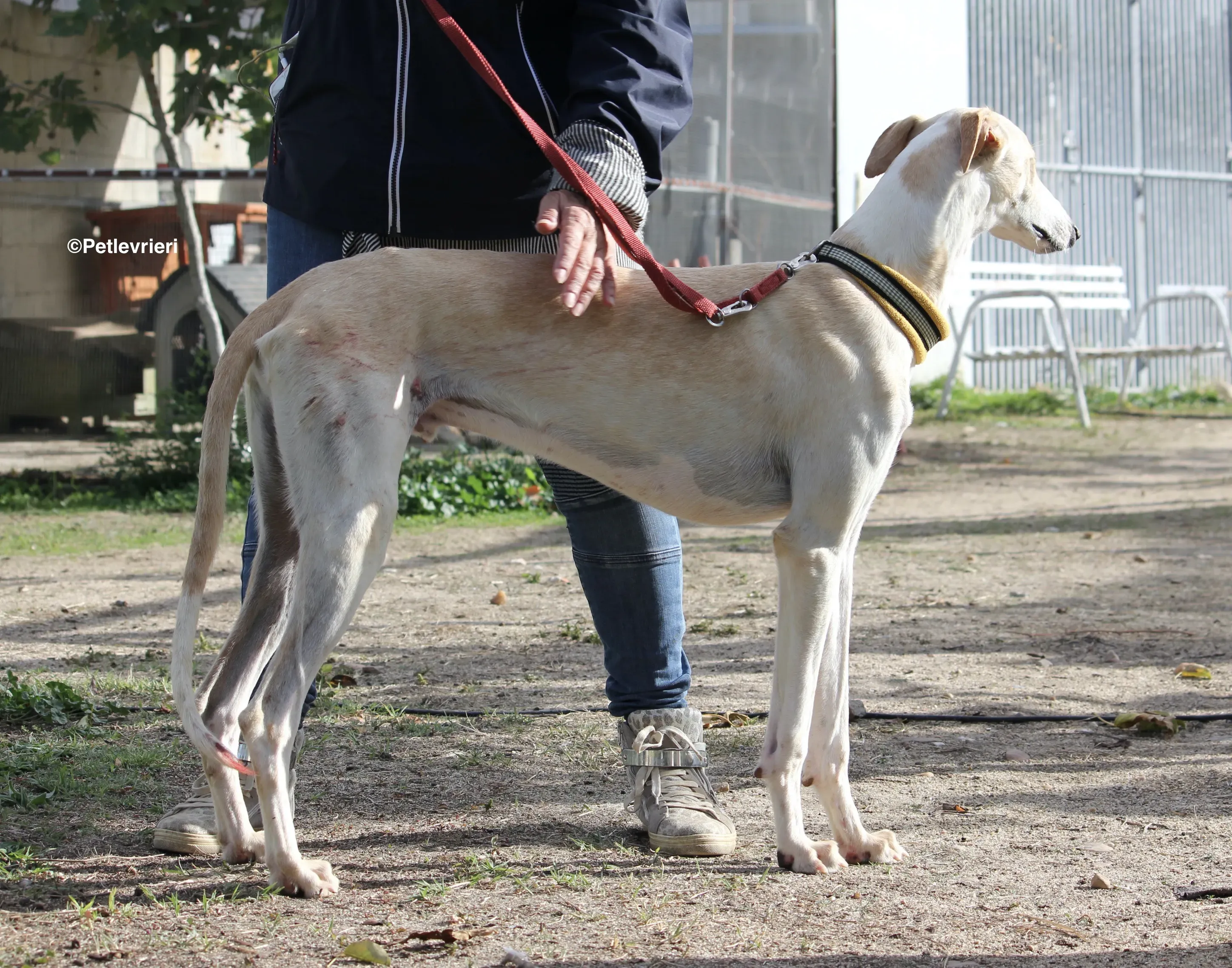 Chip 8748 adozione levrieri galgo 19