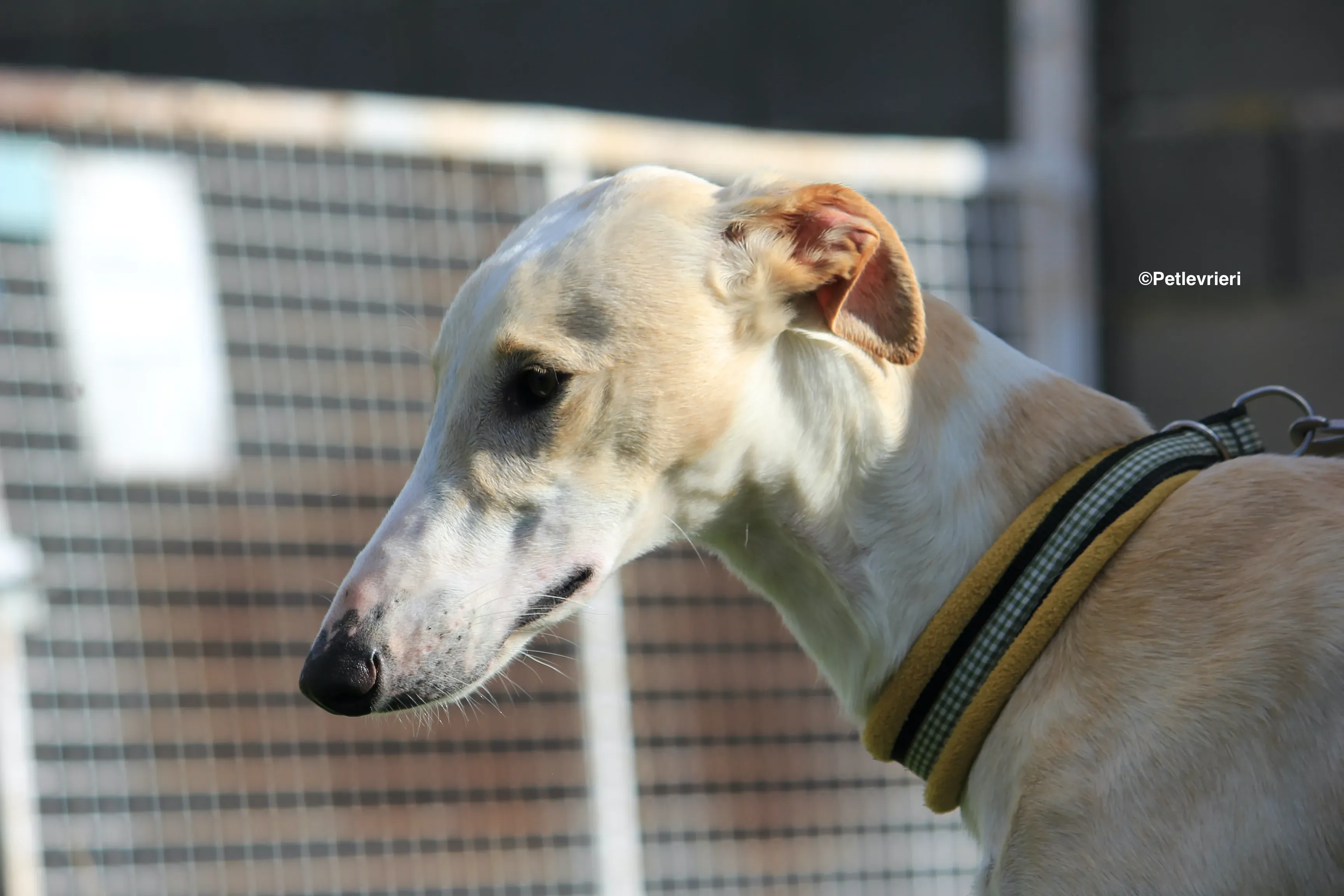 Chip 8748 adozione levrieri galgo 20