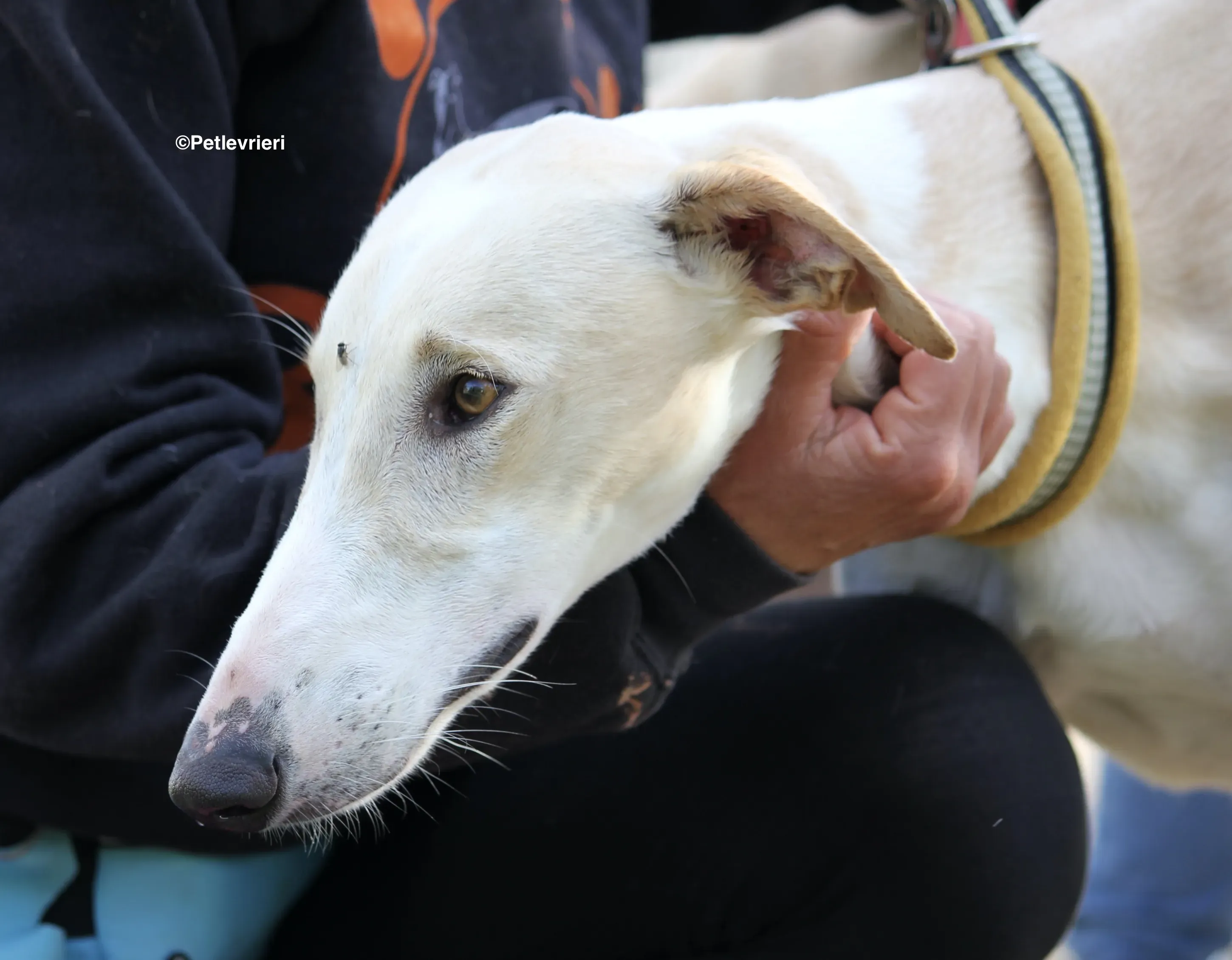 Chip 8748 adozione levrieri galgo 21