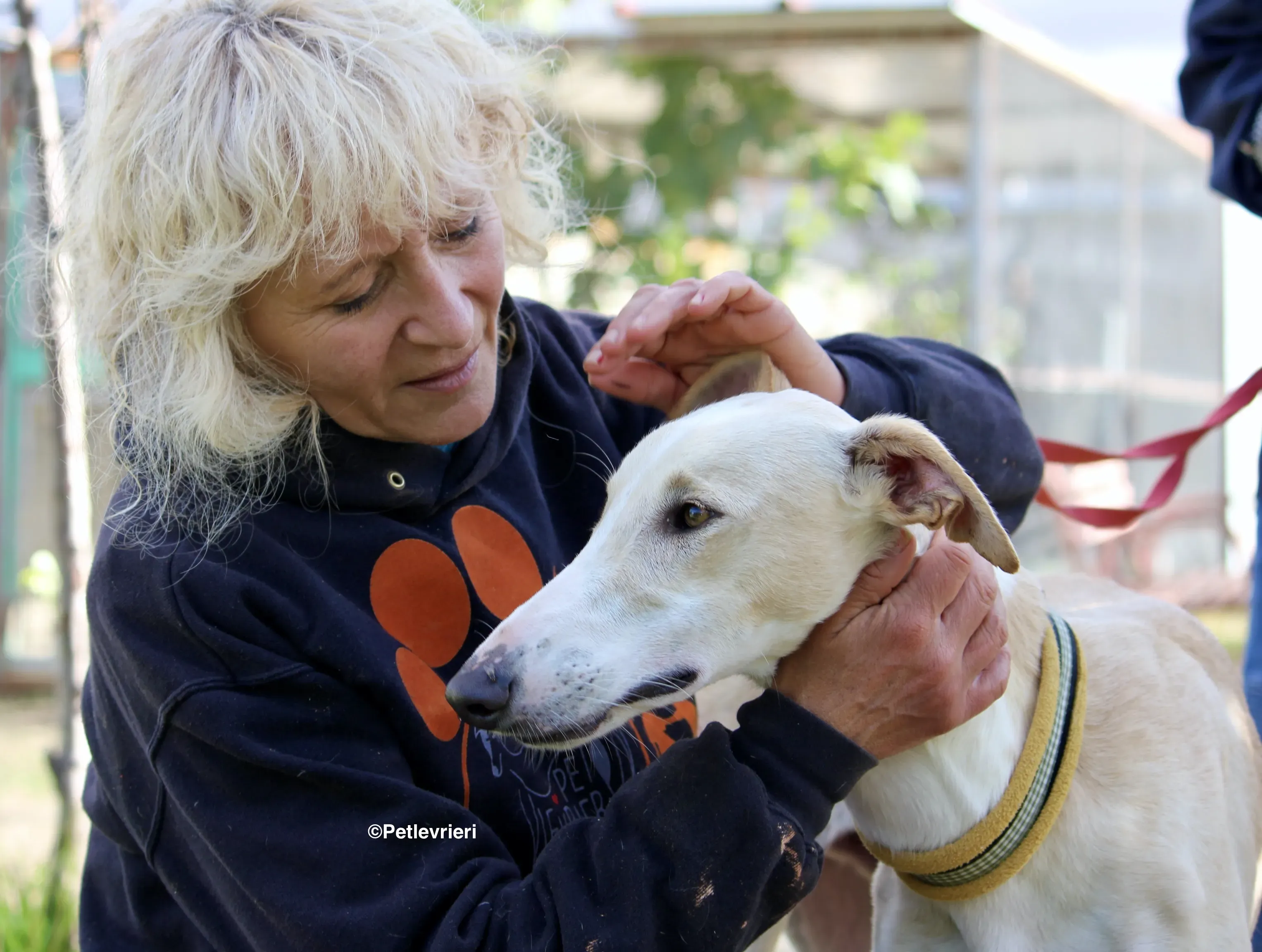 Chip 8748 adozione levrieri galgo 22