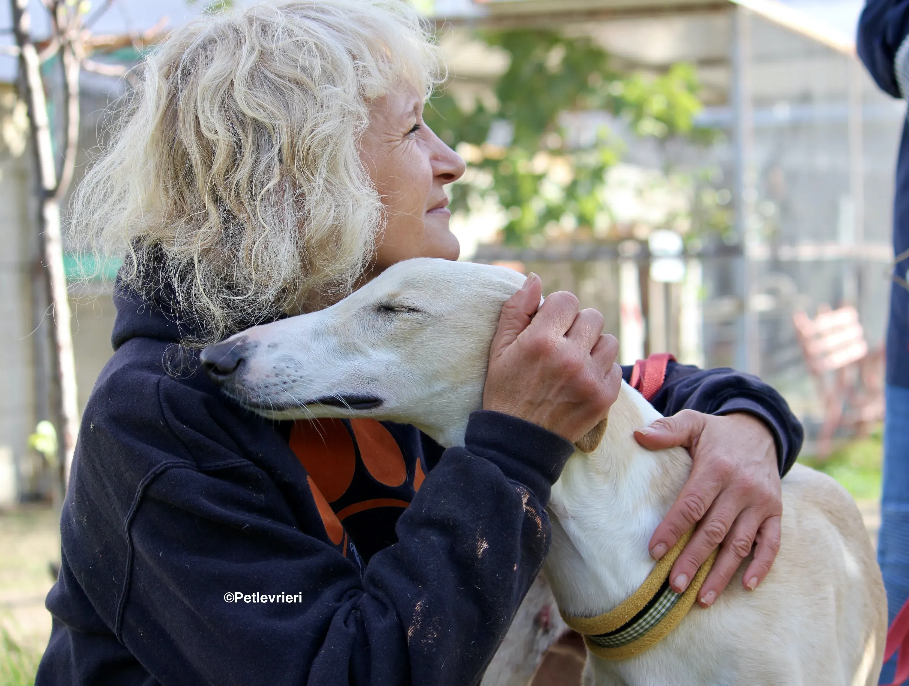 Chip 8748 adozione levrieri galgo 23