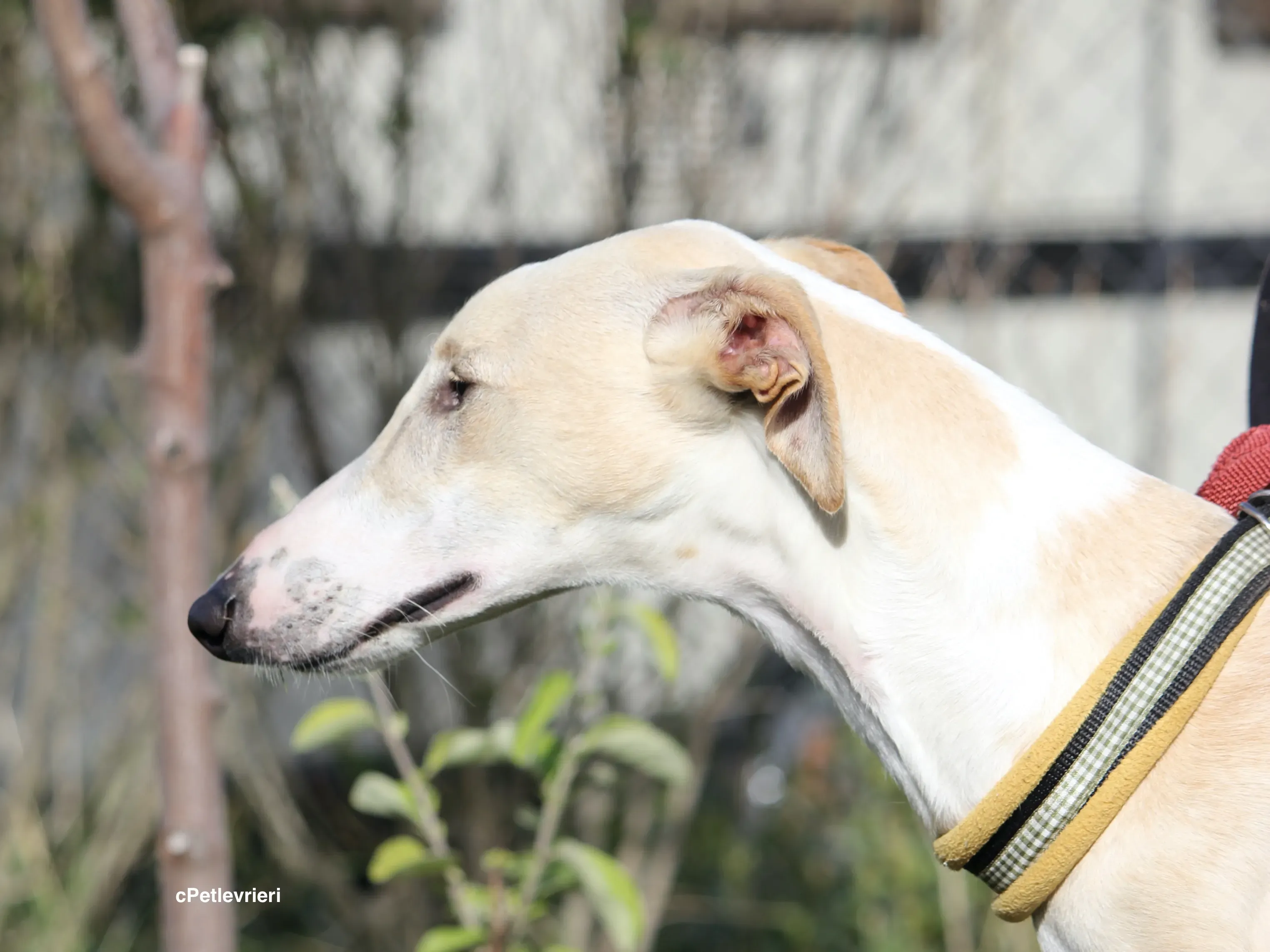 Chip 8748 adozione levrieri galgo 25