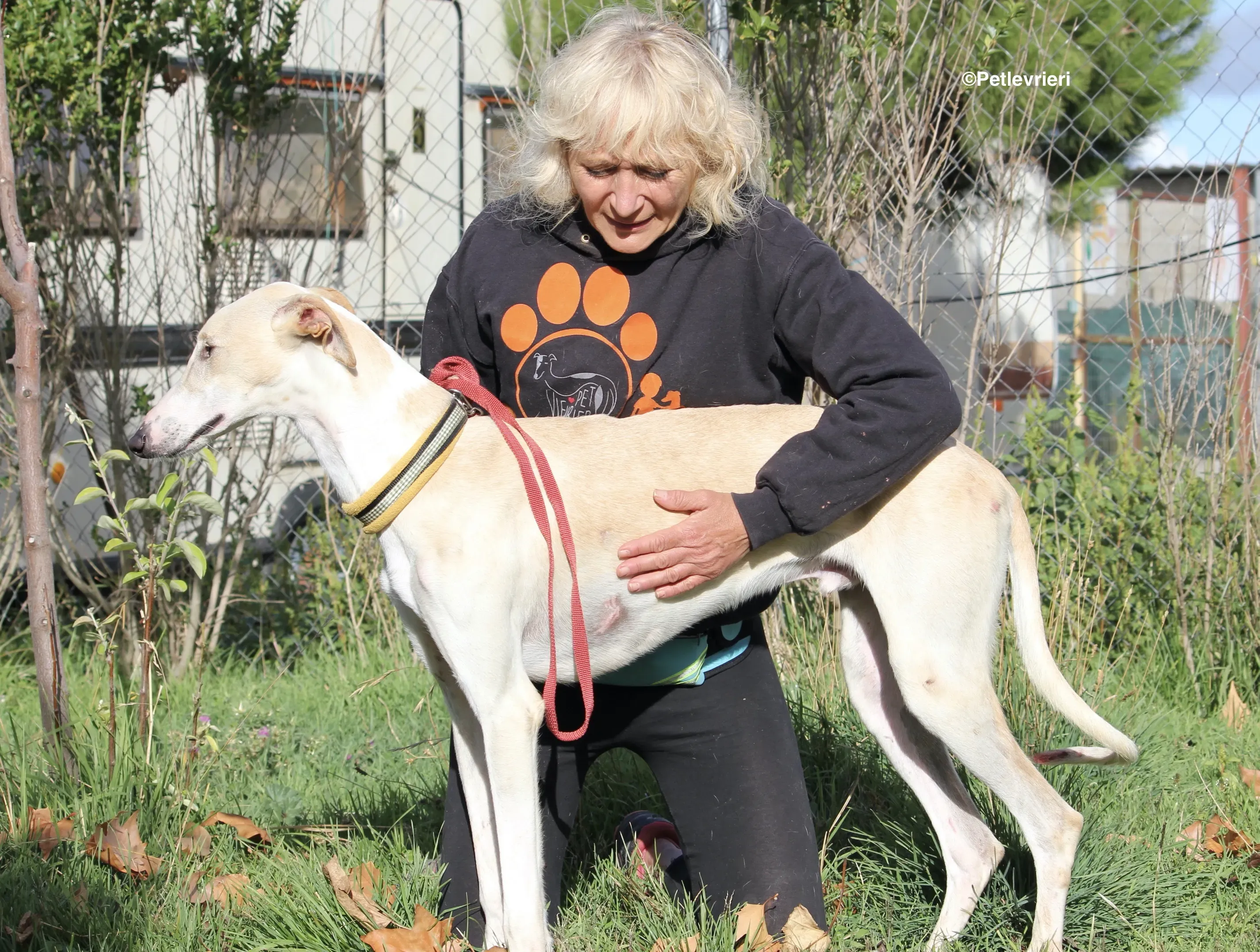 Chip 8748 adozione levrieri galgo 26