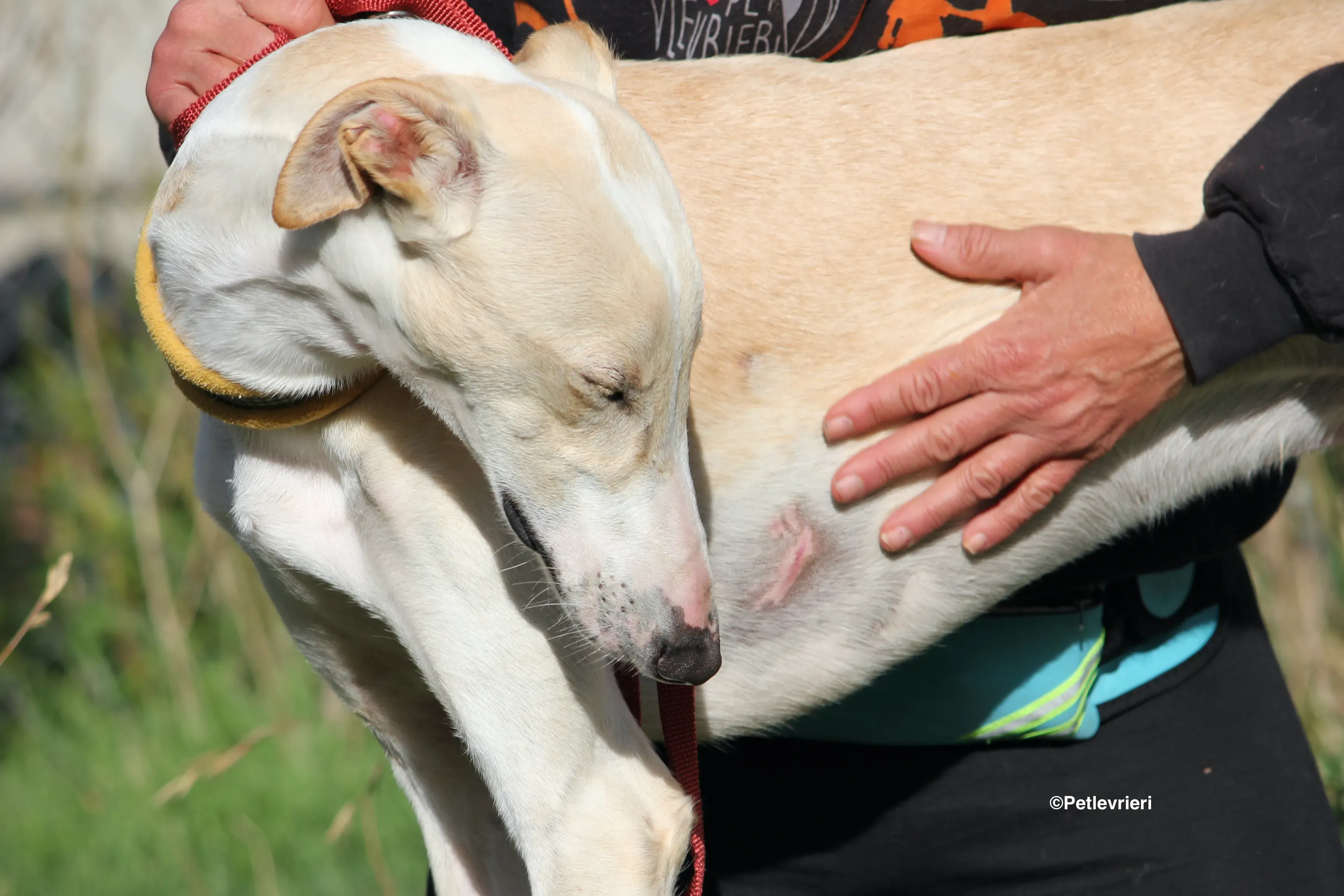 Chip 8748 adozione levrieri galgo 27