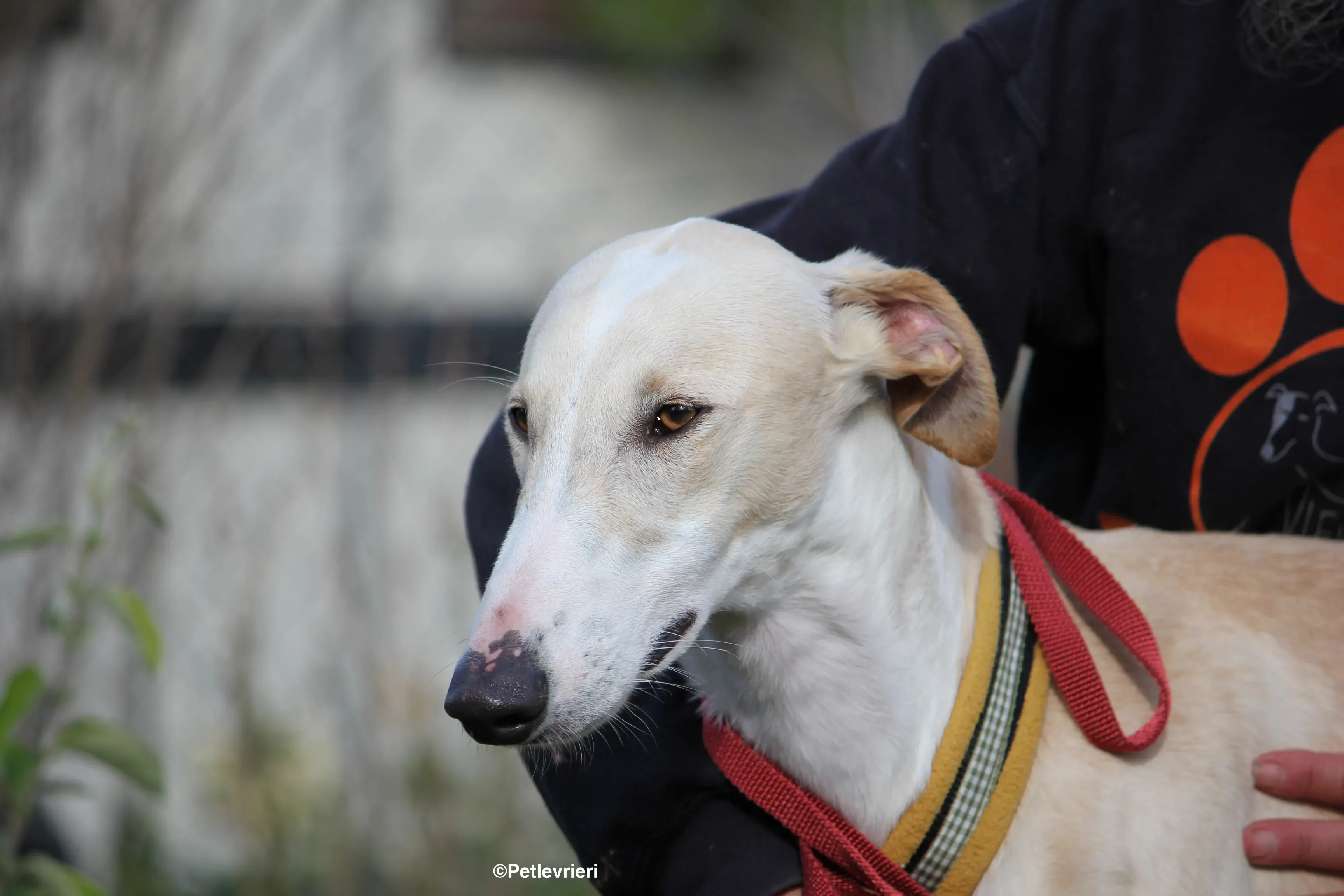 Chip 8748 adozione levrieri galgo 28