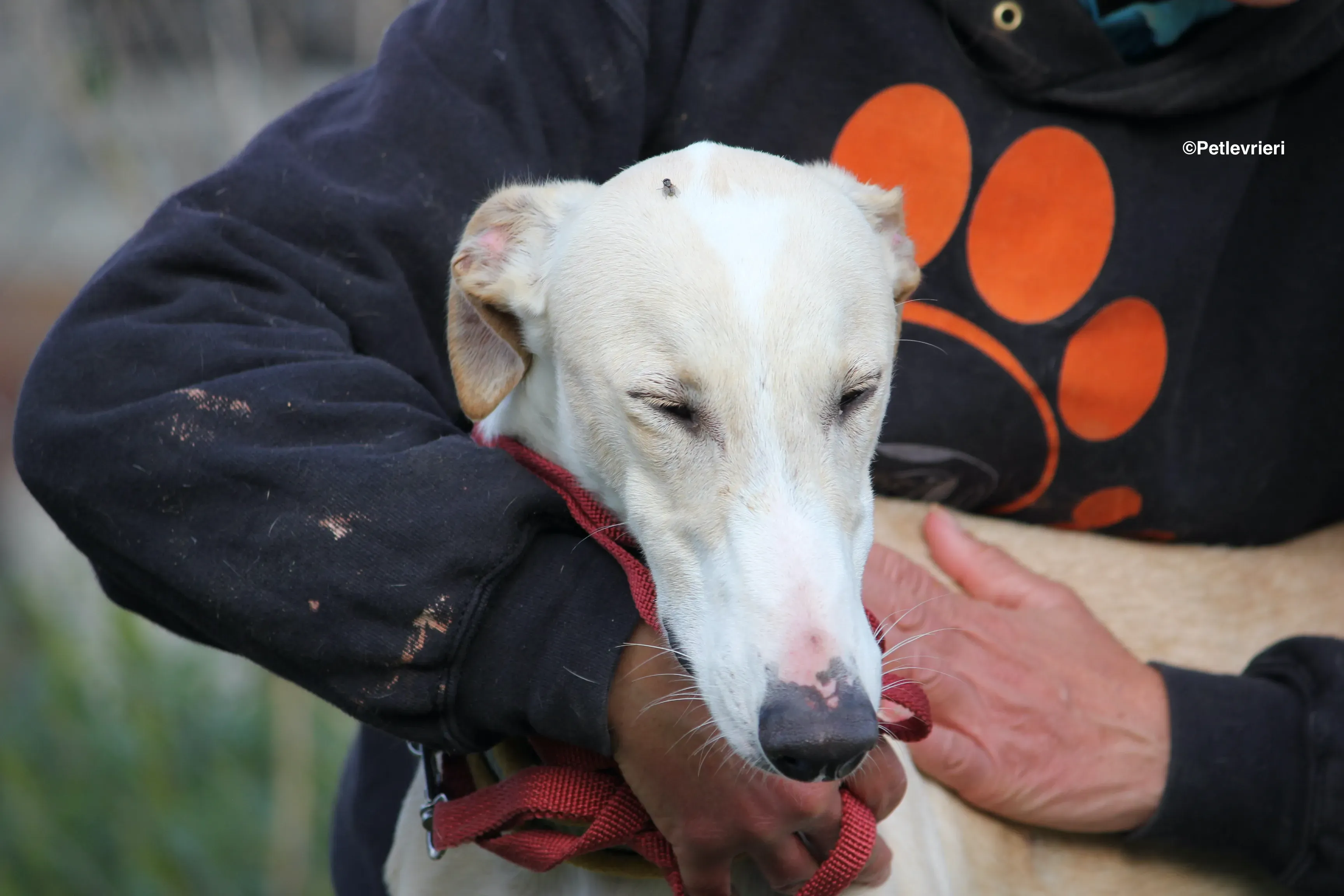 Chip 8748 adozione levrieri galgo 29