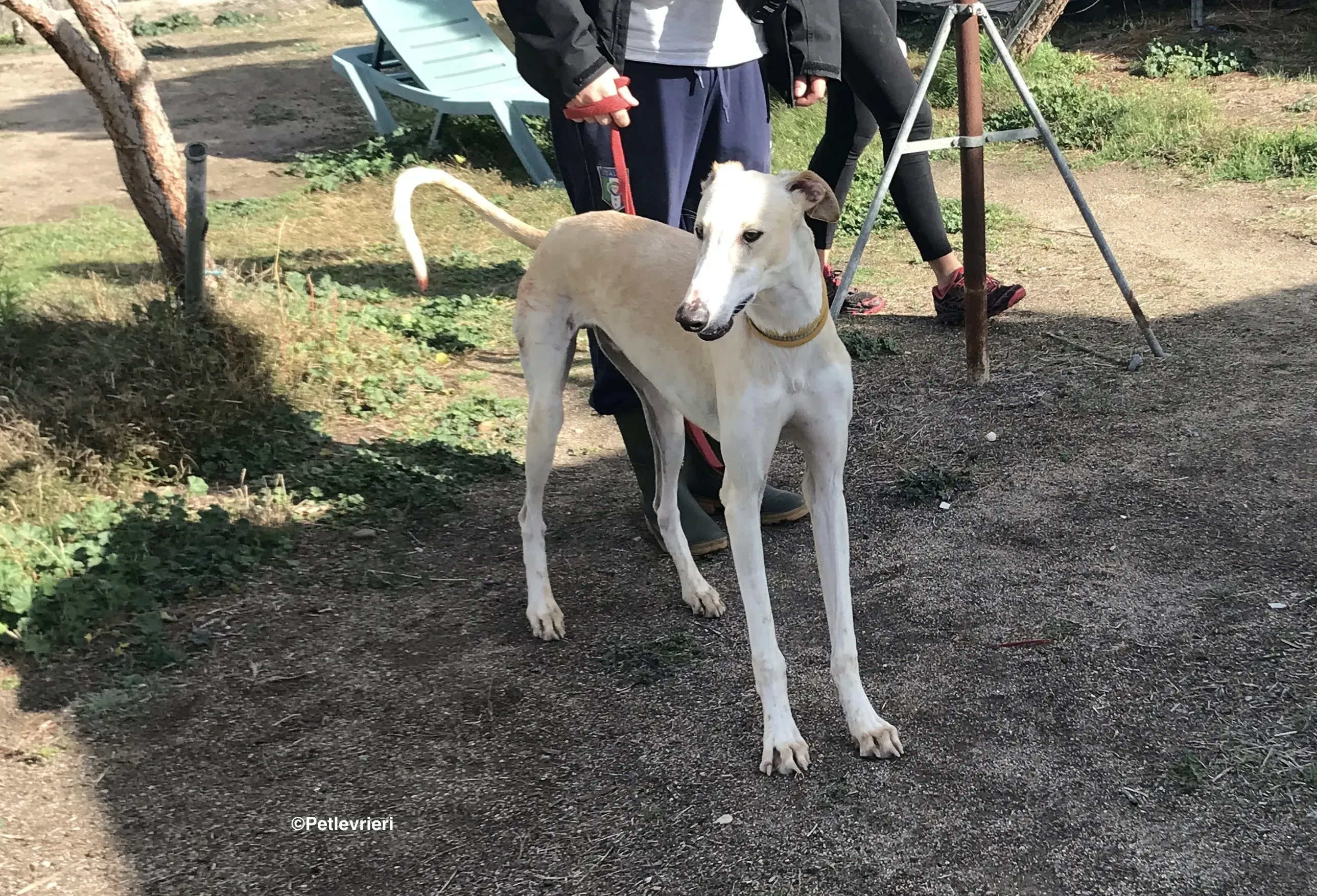 Chip 8748 adozione levrieri galgo 30