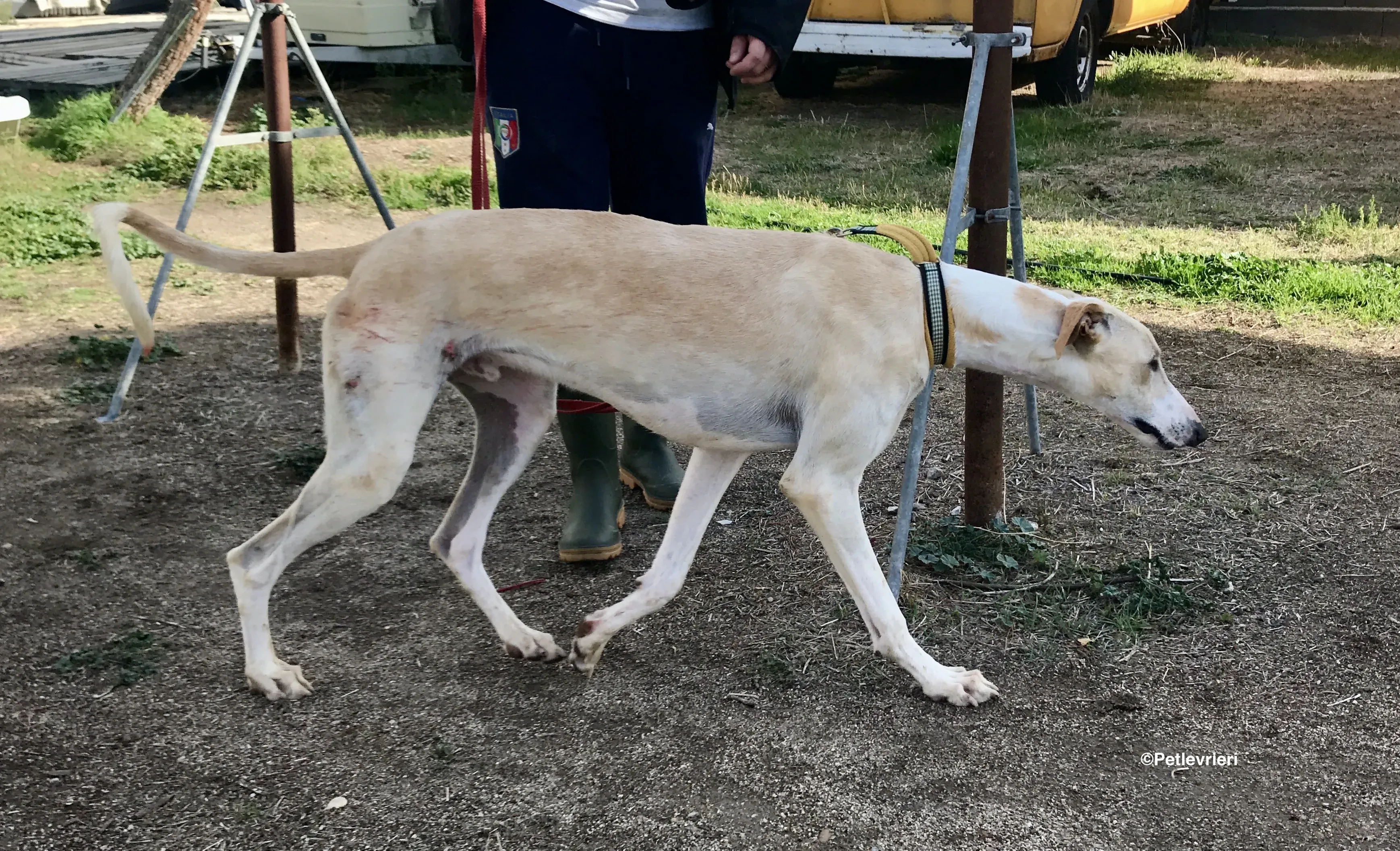 Chip 8748 adozione levrieri galgo 31