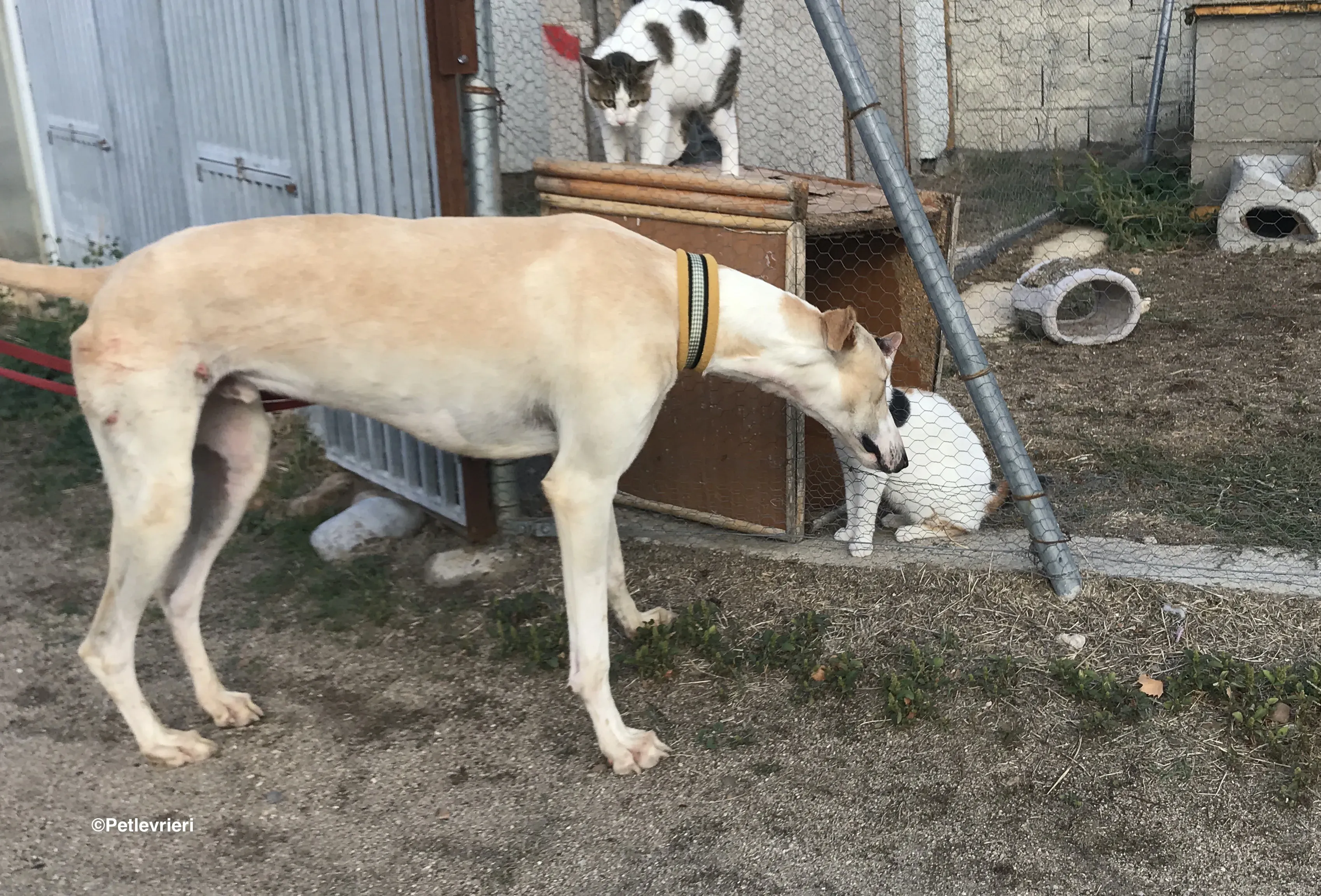 Chip 8748 adozione levrieri galgo 32