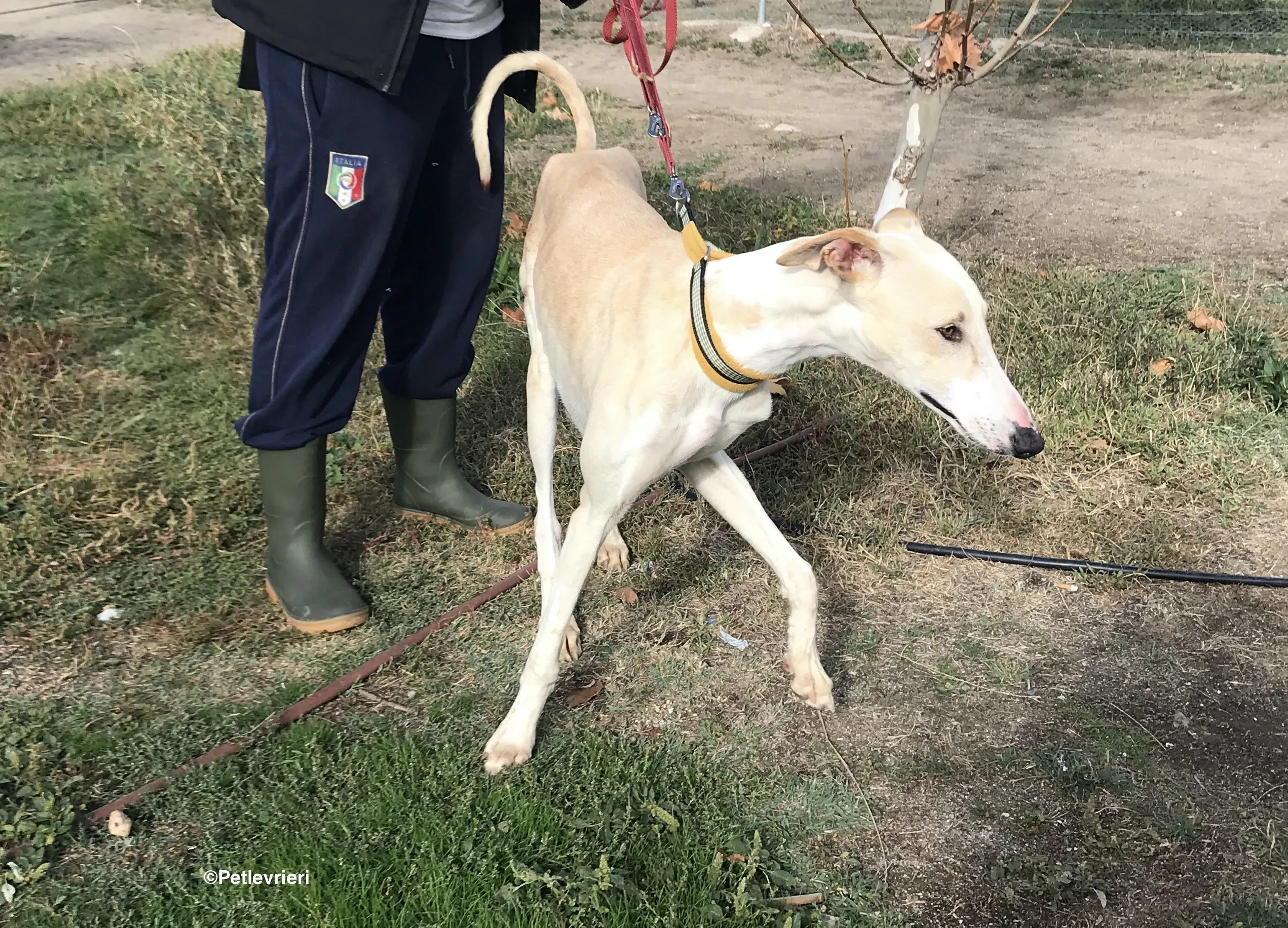 Chip 8748 adozione levrieri galgo 33