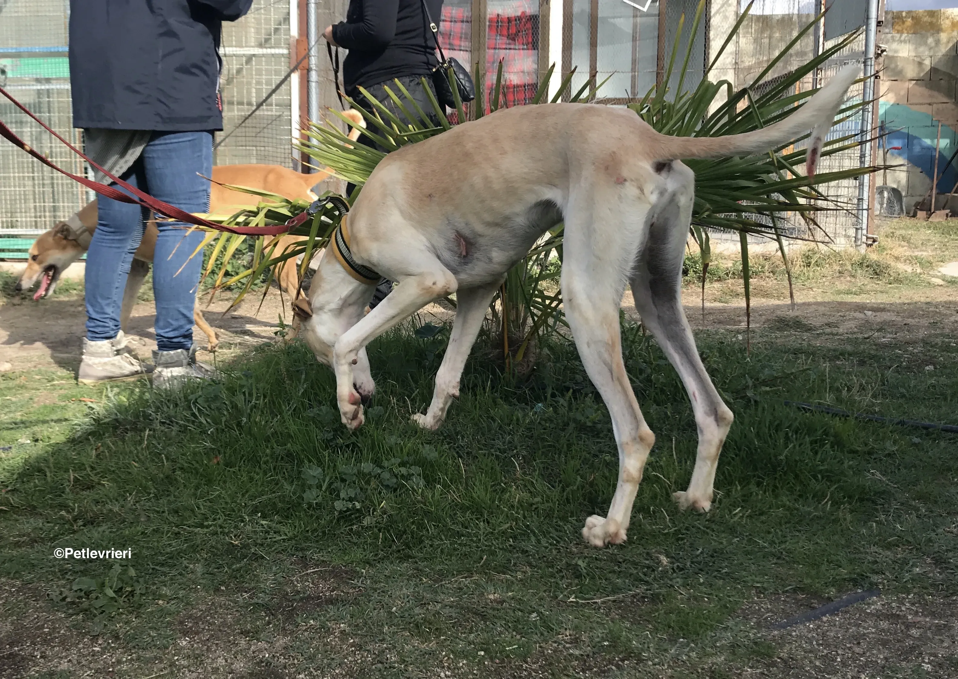 Chip 8748 adozione levrieri galgo 34