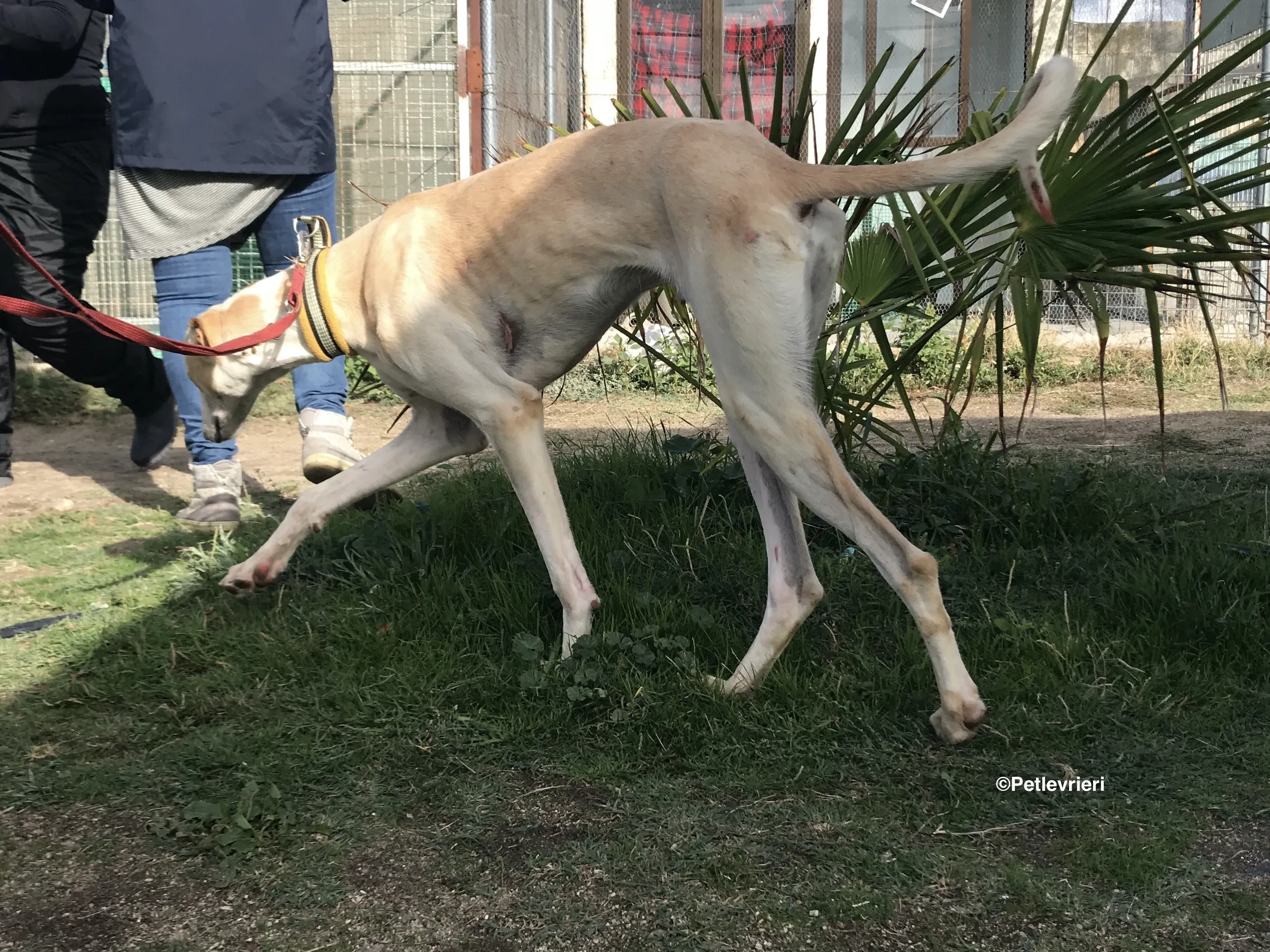 Chip 8748 adozione levrieri galgo 35