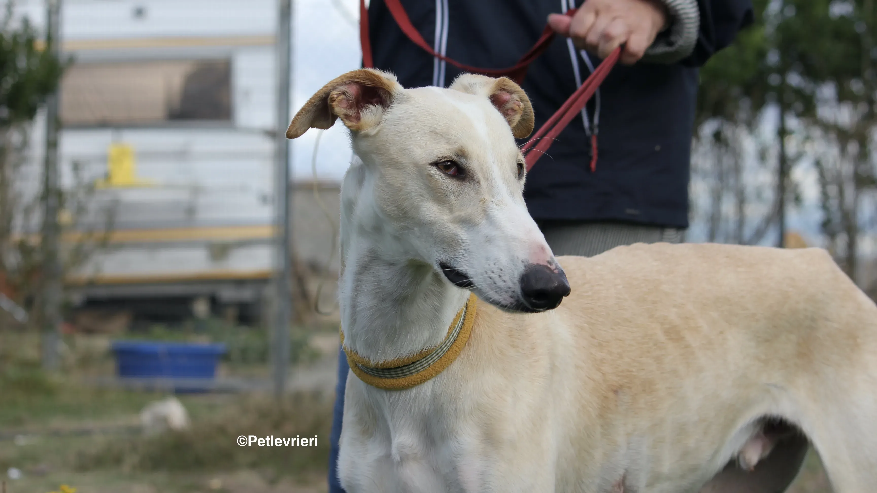 Chip 8748 adozione levrieri galgo 36