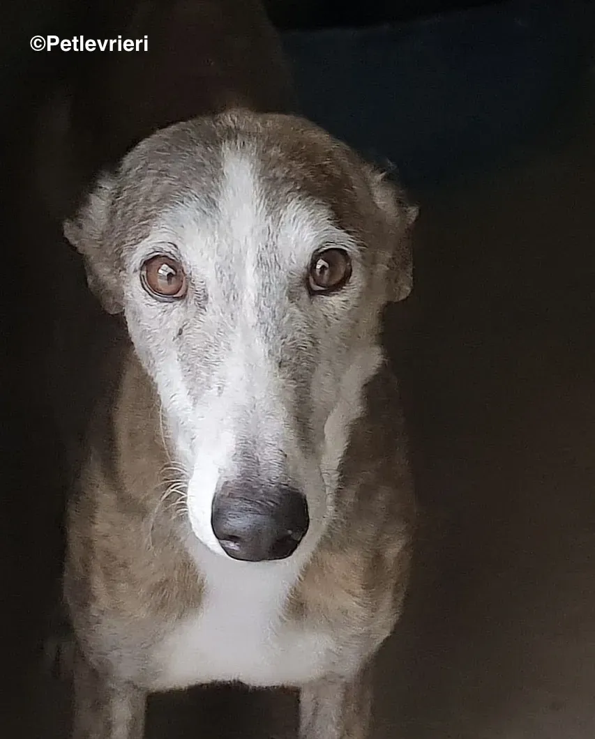 Chip 90725 adozione levrieri galgo 01