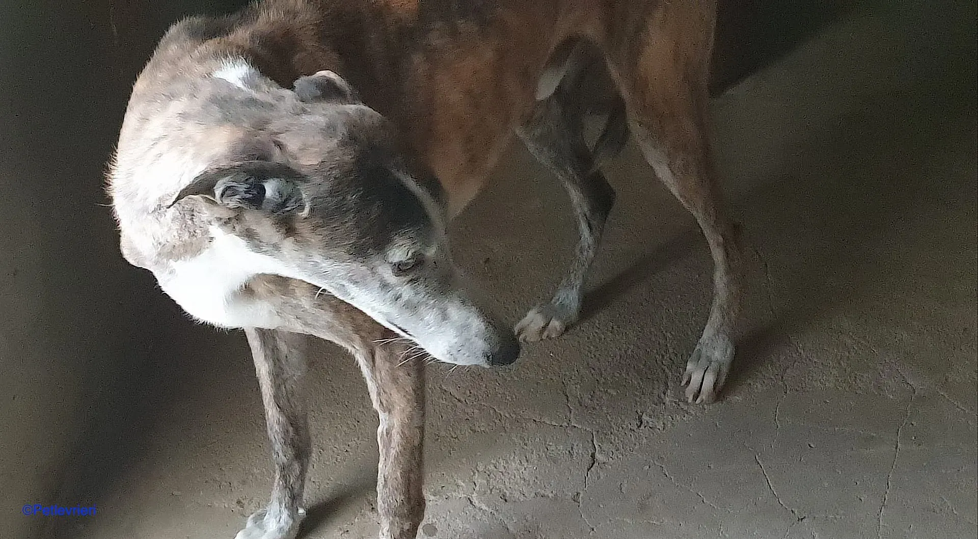 Chip 90725 adozione levrieri galgo 02