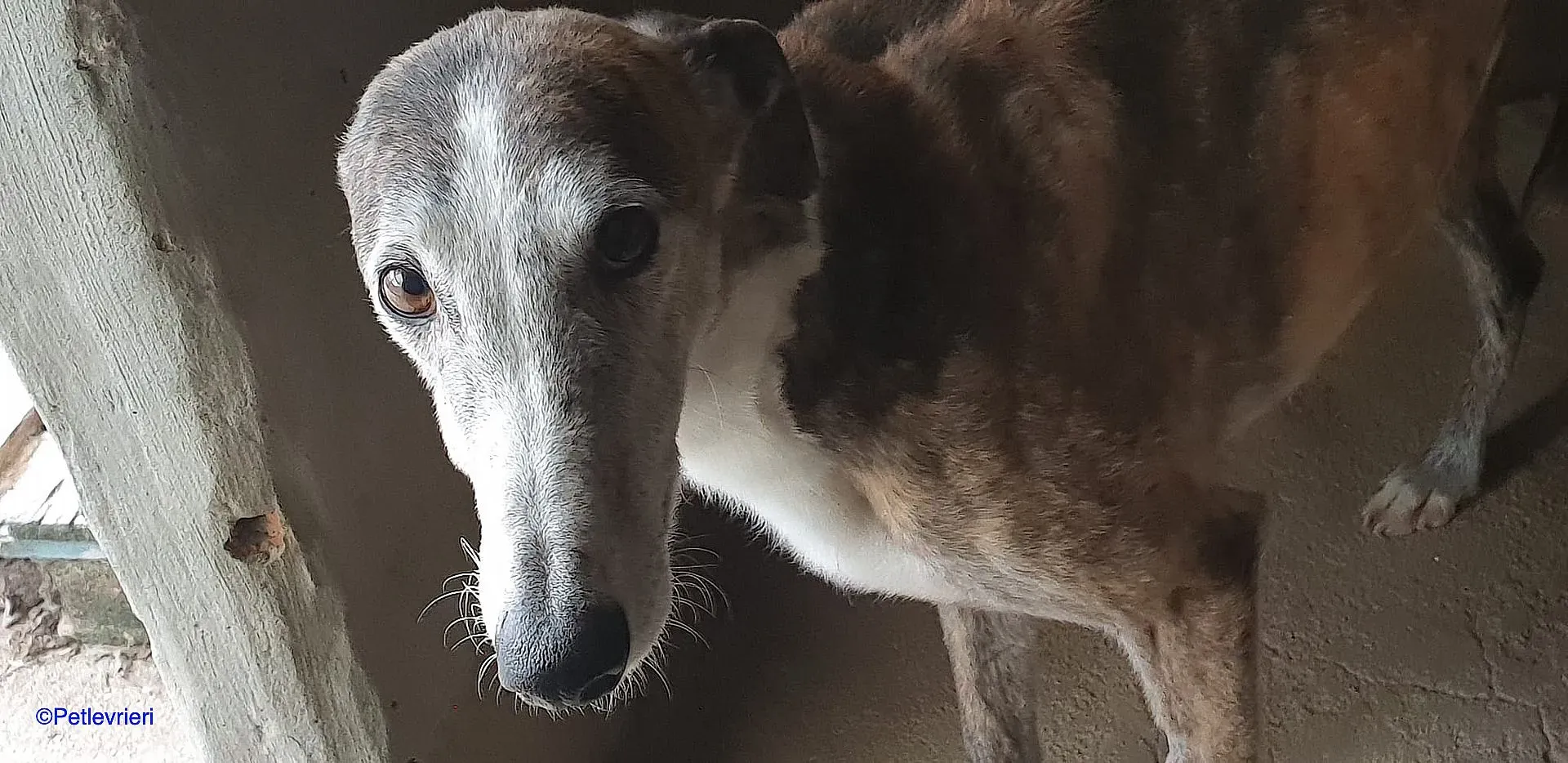 Chip 90725 adozione levrieri galgo 03