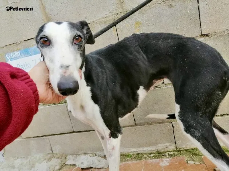 Chip 9385 adozione levrieri galgo 3 1