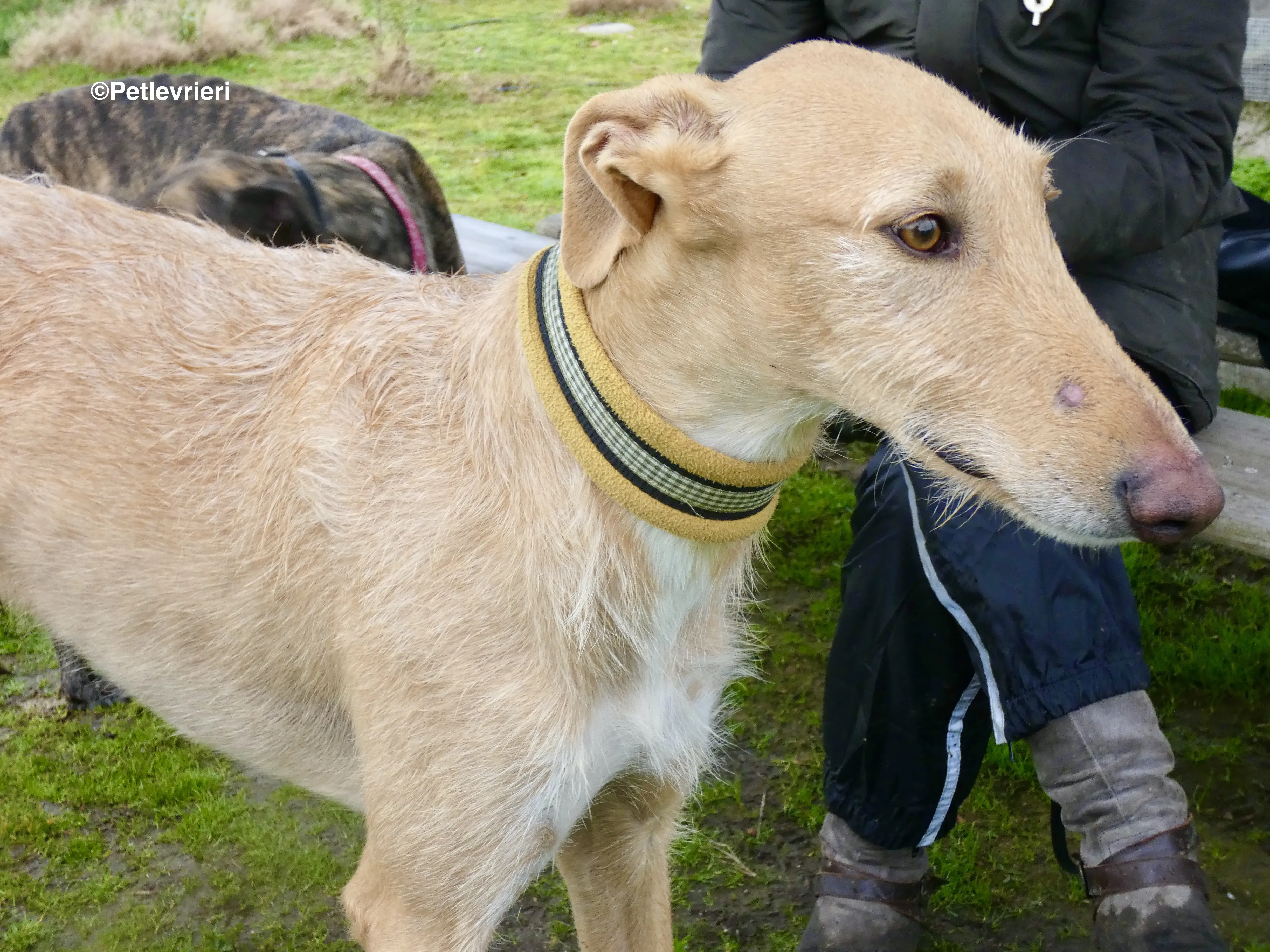 Chip 9541 adozione levrieri galgo 1