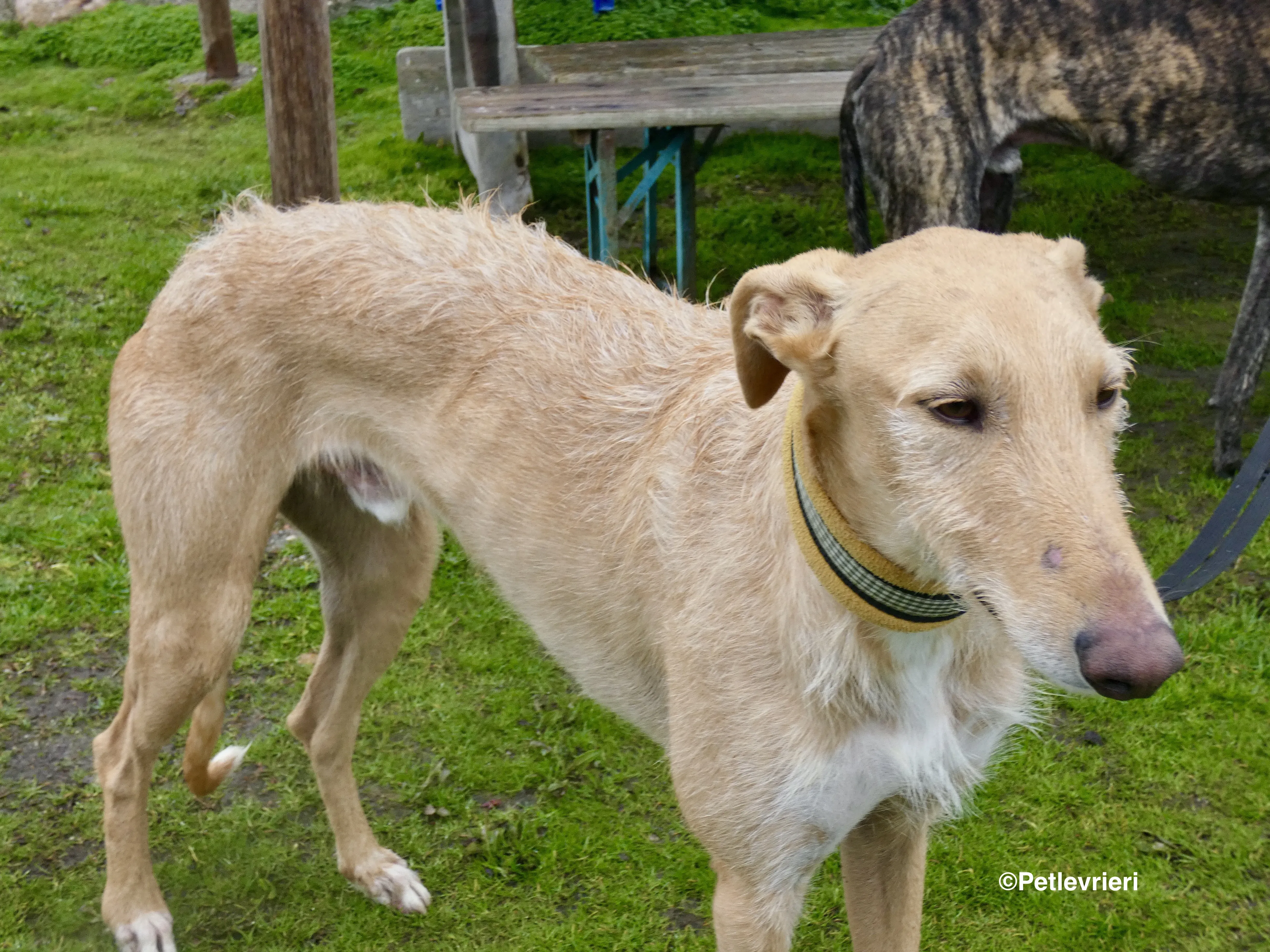 Chip 9541 adozione levrieri galgo 10